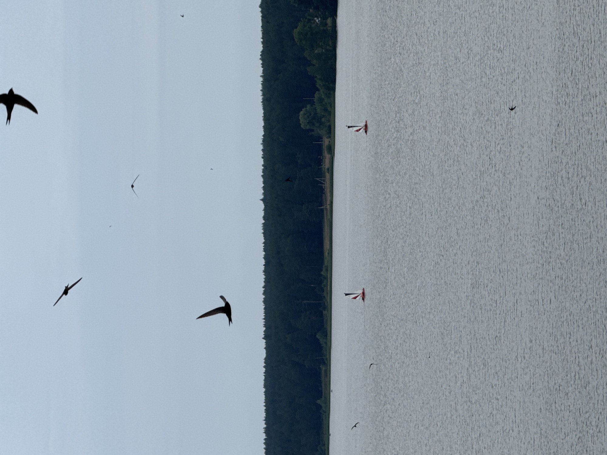 The image shows a wide shot of a lake with a dense forest in the background. Several birds are in flight in the sky above the water. In the lake, there are two small red and white buoys, one slightly to the left of center and the other to the right. The sky is overcast, contributing to a subdued lighting. The location is identified as the city of Votkinsk, Russia, suggesting this scene is likely a natural area on the outskirts or within the city limits.