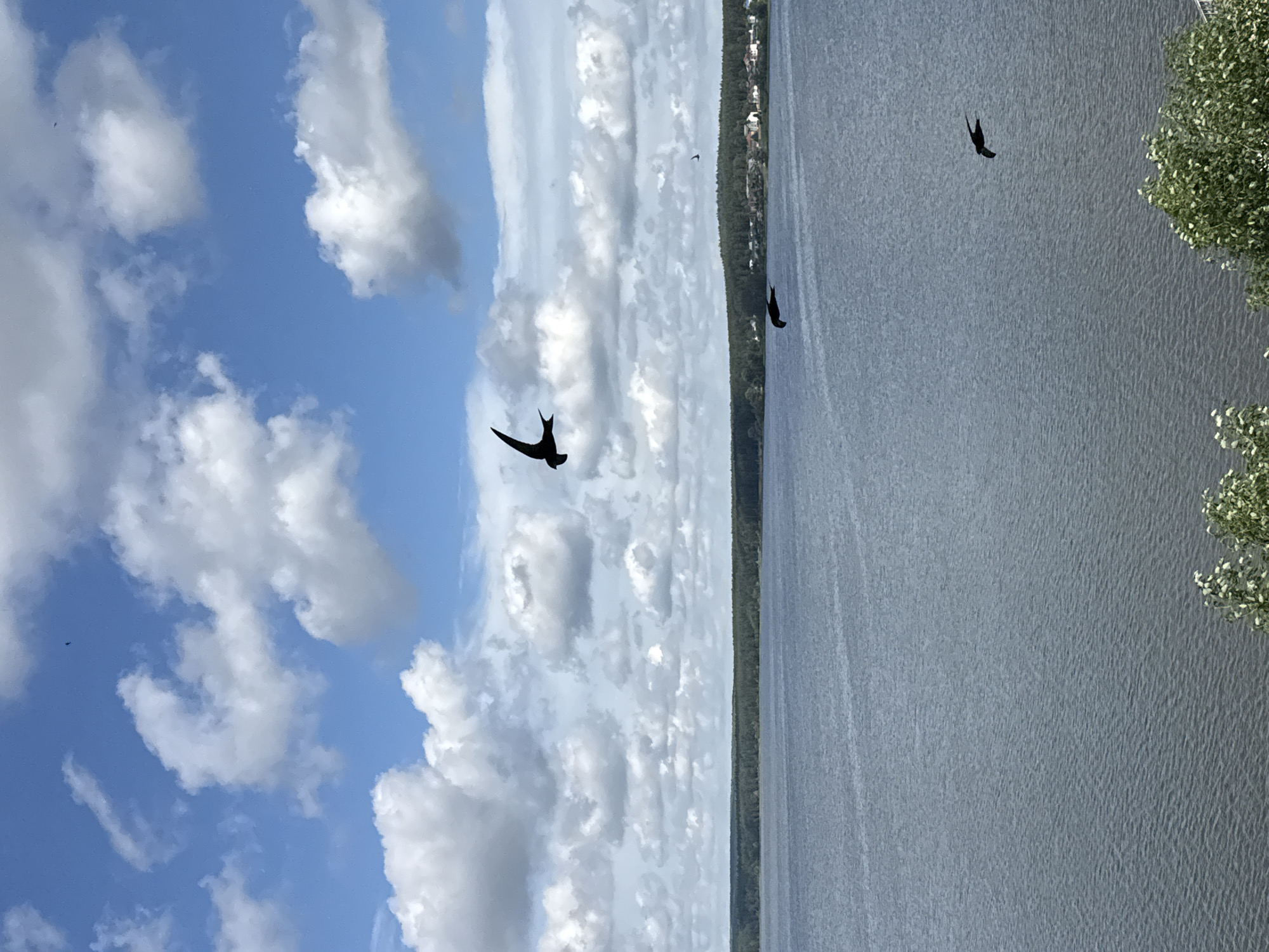 In Votkinsk, Russia, this image captures a serene daytime scene featuring a vast body of water, likely a lake or reservoir, under a bright blue sky dotted with fluffy white clouds. A dark green, dense forest line the distant shore, behind which a small village with red-roofed houses is visible. The water's surface is gently rippled, reflecting the sky. In the foreground, the tops of lush green trees with white blossoms can be seen. Silhouetted against the sky, three swallows are in flight over the water, their wings outstretched as they navigate the open air. The overall impression is one of natural beauty and tranquility.
