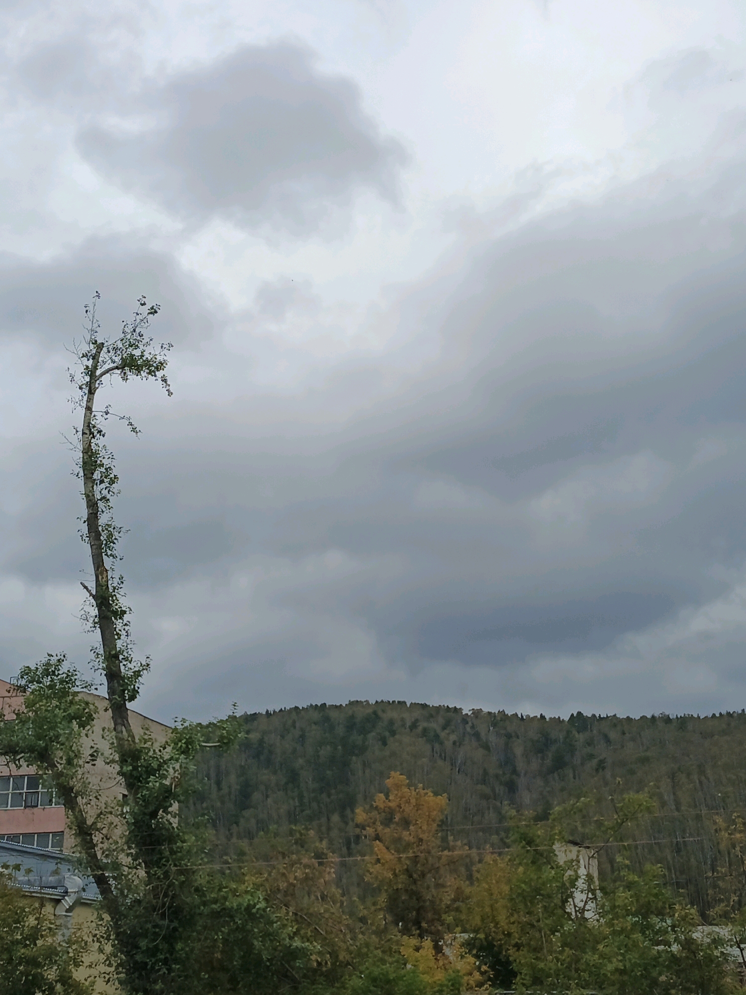 The image depicts a cloudy sky over a forested hill in Zlatoust, Russia. In the foreground, a tall, slender tree with sparse green foliage stands against the overcast sky. To the left of the tree, a building with windows and pink and cream colored walls is partially visible. The background features a densely wooded hill with trees exhibiting autumn colors of green and yellow. Power lines are visible across the frame, traversing the mid-ground. The scene is overcast, suggesting a cool or rainy day. No people are present in the image.