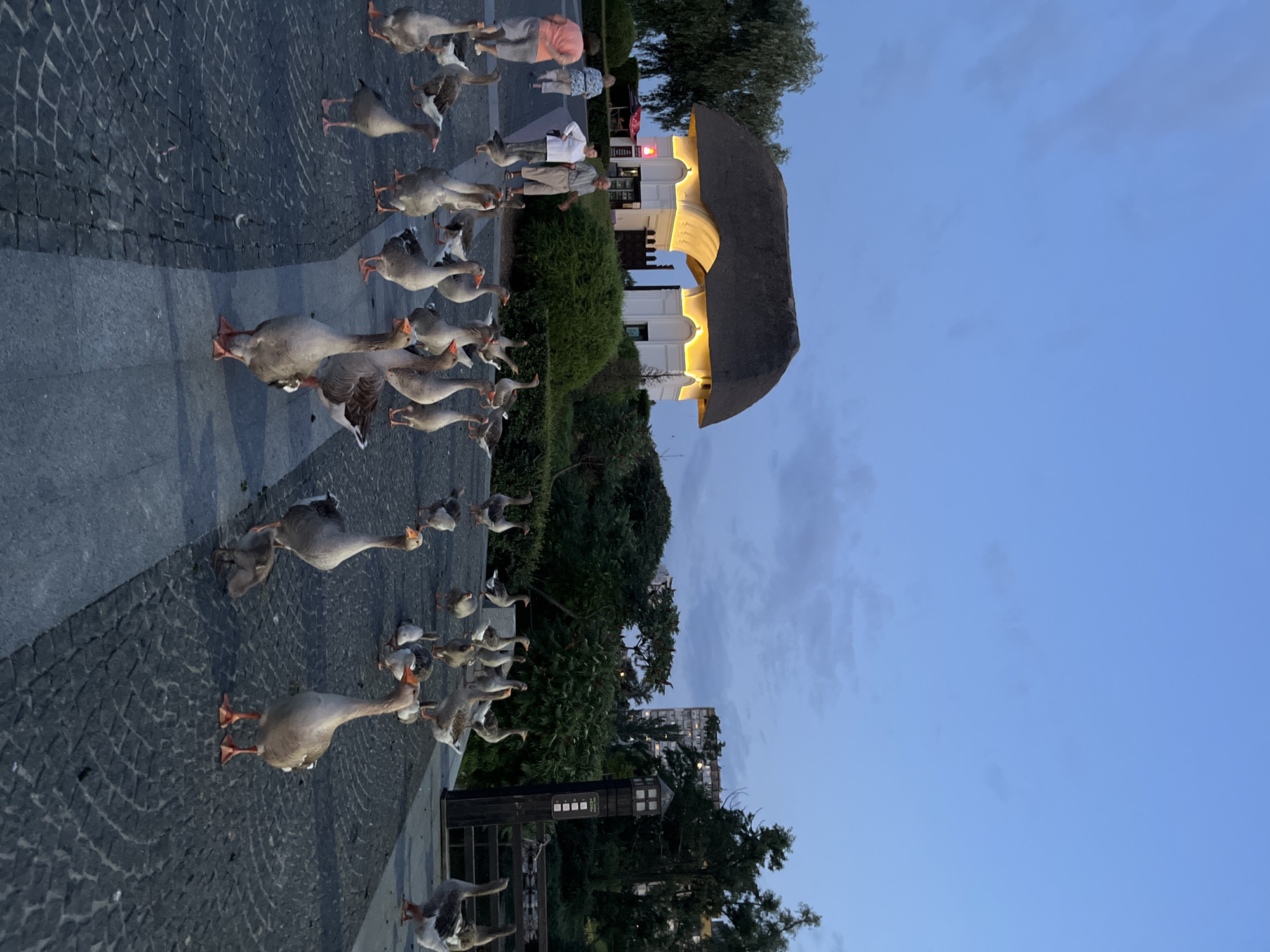A flock of domestic geese walk on a cobblestone pathway in front of a building with a thatched roof and illuminated archway, located in the city of Dnipro, Ukraine. Several people are walking on the pathway in the background, with some observing the geese. The sky is dusky blue with scattered clouds. Trees and a tall building are visible in the background, suggesting an urban park or waterfront area. The scene is captured at dusk.