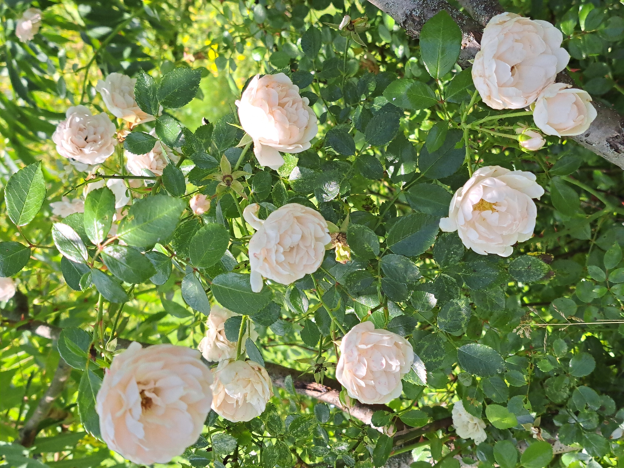 A cluster of pale pink roses is in full bloom on a rose bush. The roses are a mix of fully opened flowers and buds, with several blooms in various stages of development. The leaves of the rose bush are a vibrant green, and some appear slightly dappled with light. The background is a blur of green foliage, suggesting a garden or natural setting. The image is taken outdoors in natural light. This scene is likely located in the city of Kalinka, Russia, where rose bushes are common in gardens and public spaces.