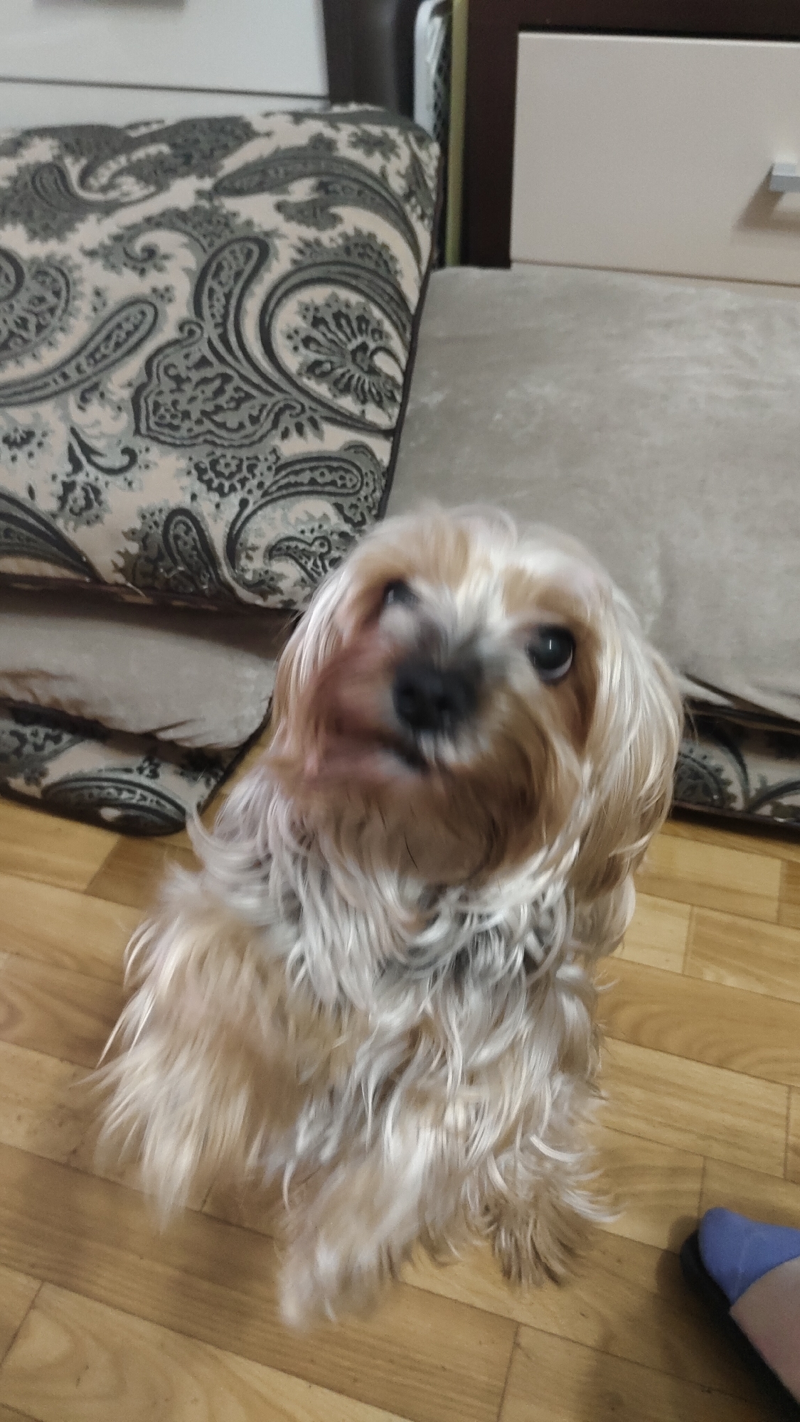 The image features a small, light-colored dog, likely a Yorkshire Terrier or similar breed, standing or sitting on a wooden floor and looking upwards towards the camera. The dog has shaggy fur in shades of blonde, light brown, and grey. Its face shows slight motion blur, particularly around the snout, indicating a small movement during the photograph.
In the background, to the left, there is a piece of furniture, possibly a sofa or bed, adorned with cushions displaying a distinct black and white or grey paisley pattern. To the right and behind the dog, parts of a cabinet or nightstand are visible, characterized by light beige and dark brown panels. The floor is constructed from light brown wooden planks. A human foot, wearing a blue slipper, is partially visible in the bottom right corner of the frame.
The scene is indoors, likely a home environment. No specific time of day, weather conditions, or visible text can be determined from the image. The dog's expression appears attentive and curious. While provided with a location context of Krasnoyarsk, Russia, the visual details within the image itself do not offer specific regional cues.