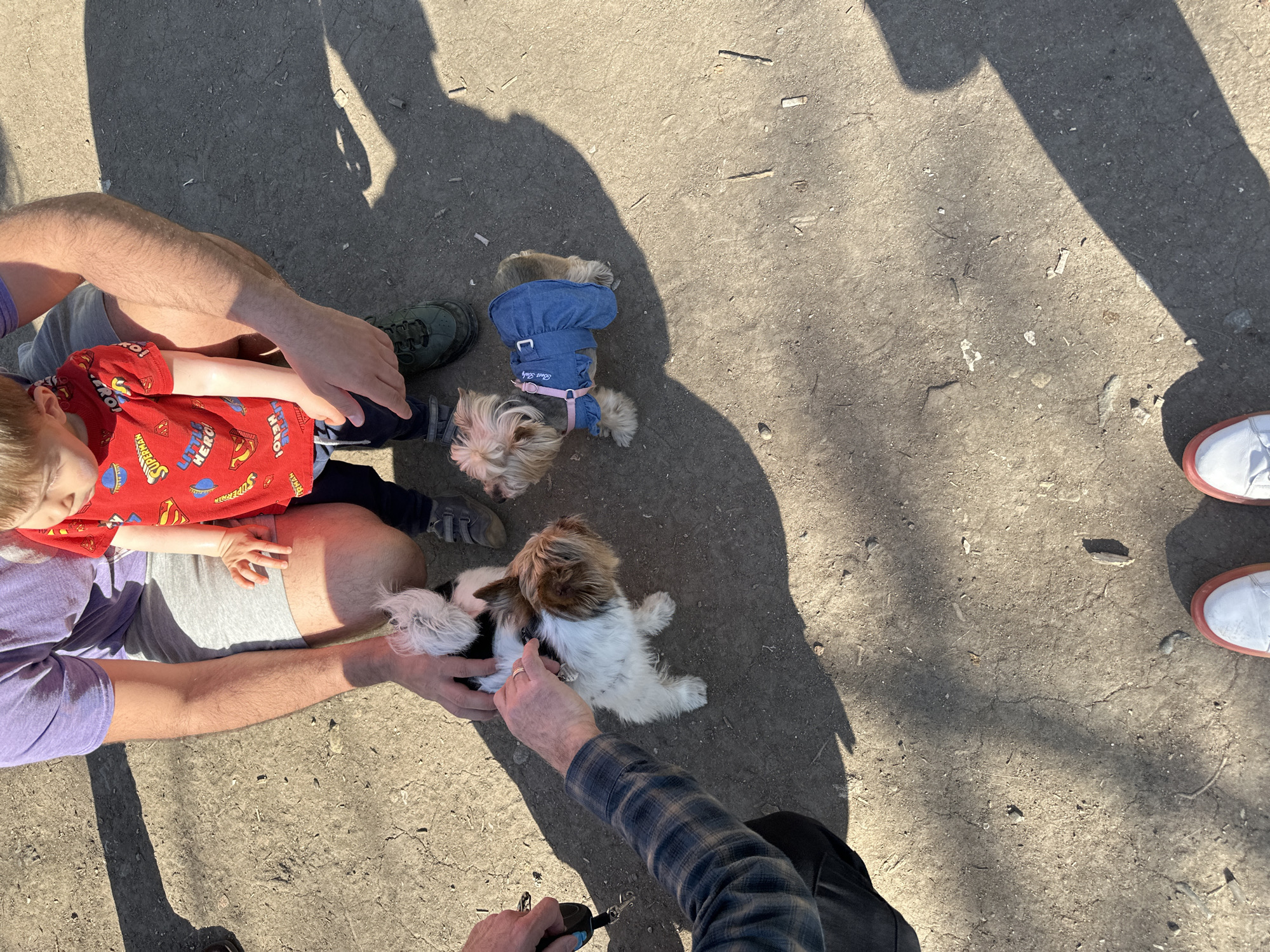 The image shows an outdoor scene in Sofia, Bulgaria. A man wearing a purple shirt and grey shorts sits cross-legged on a grey concrete surface. A young child in a red Superman shirt is sitting in the man's lap. Two small dogs are on the ground near them. One dog is wearing a blue denim harness with a pink leash attached. A second man wearing a plaid shirt and black pants is crouched down, his hand near the second dog. The ground has a mix of dirt and concrete. Shadows suggest it is a sunny day. Another pair of feet, wearing white sneakers with red soles, are visible at the right of the frame.