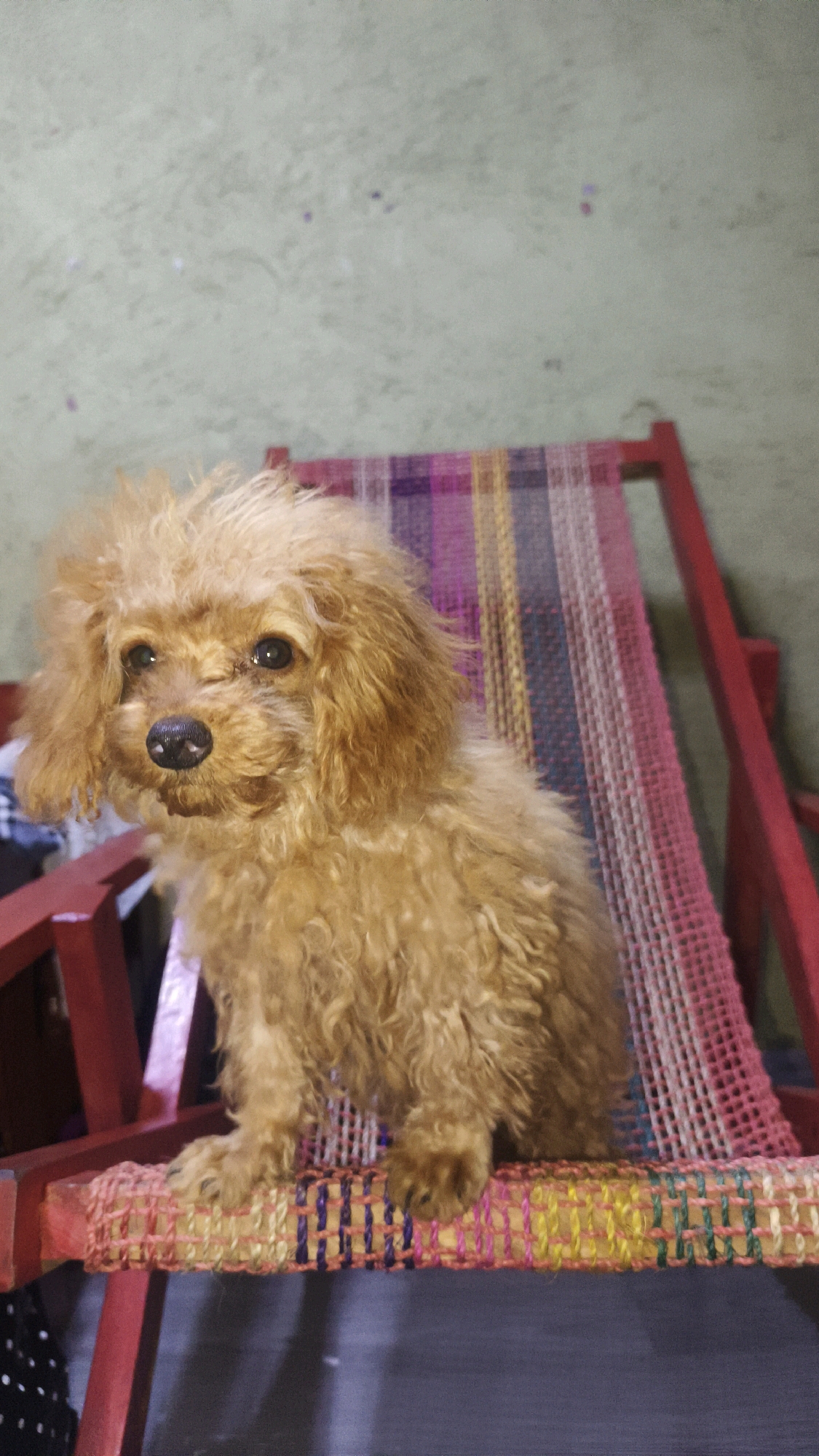 A toy poodle is seated on a red and colorful woven chair. The dog has light brown, curly fur and dark eyes. The chair has red wooden legs and a seat made of colorful woven fabric, featuring stripes of pink, yellow, and purple. The background is a wall with a pale green, textured surface. This scene appears to be indoors.