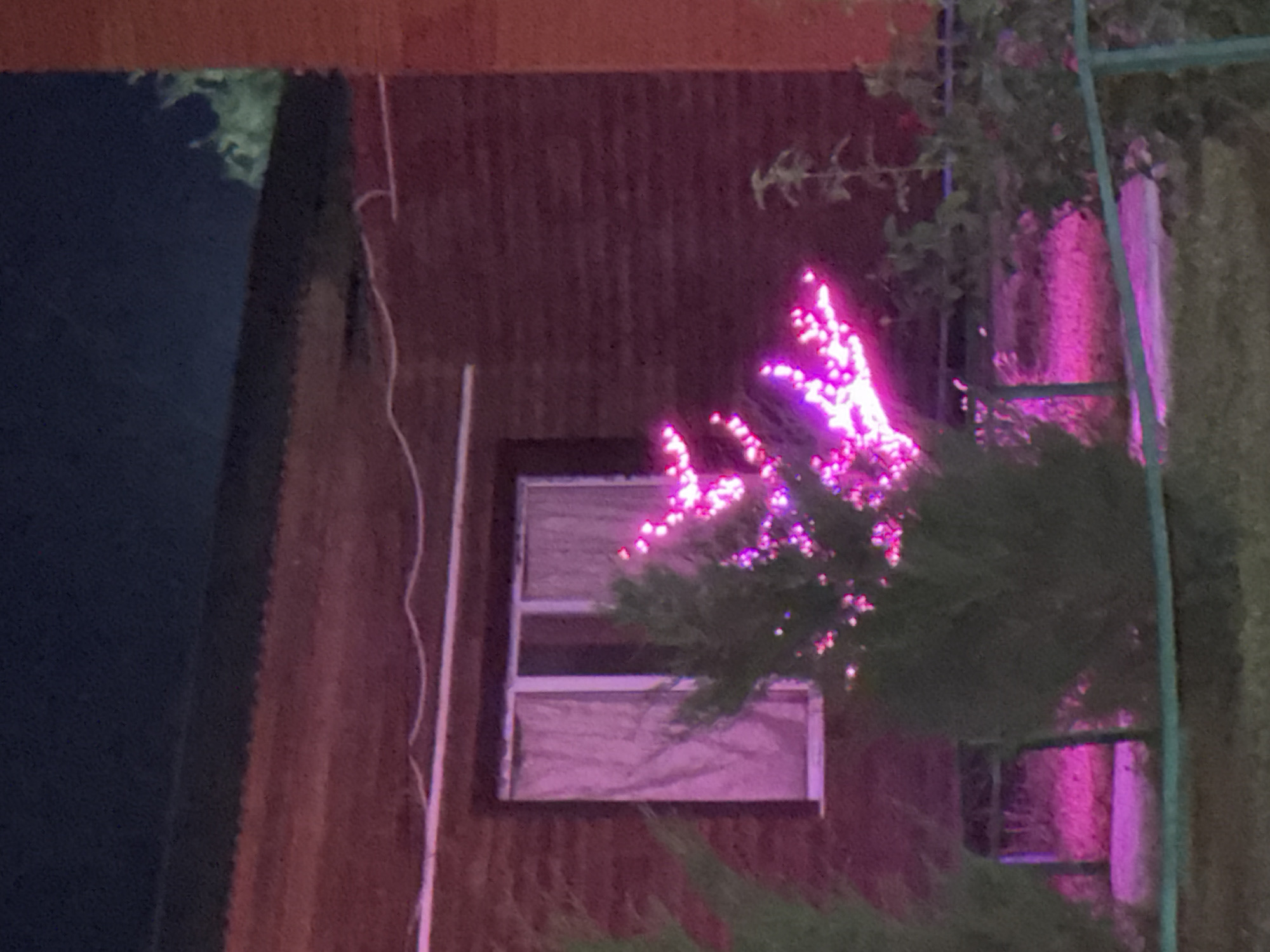 The image captures a nighttime scene in Zharbulak, Kazakhstan, focusing on the exterior of a wooden building. The building, constructed of dark reddish-brown logs, features a white-framed window with light pink curtains. To the right of the window, a small evergreen tree is adorned with bright pink lights, creating a festive, almost ethereal glow. The surrounding area appears to be a yard or garden, with the faint outlines of other vegetation visible. A thin, dark blue night sky occupies the top portion of the frame, suggesting the photo was taken after dusk. The overall impression is one of a quiet, perhaps suburban or rural, residential setting illuminated by decorative lights.