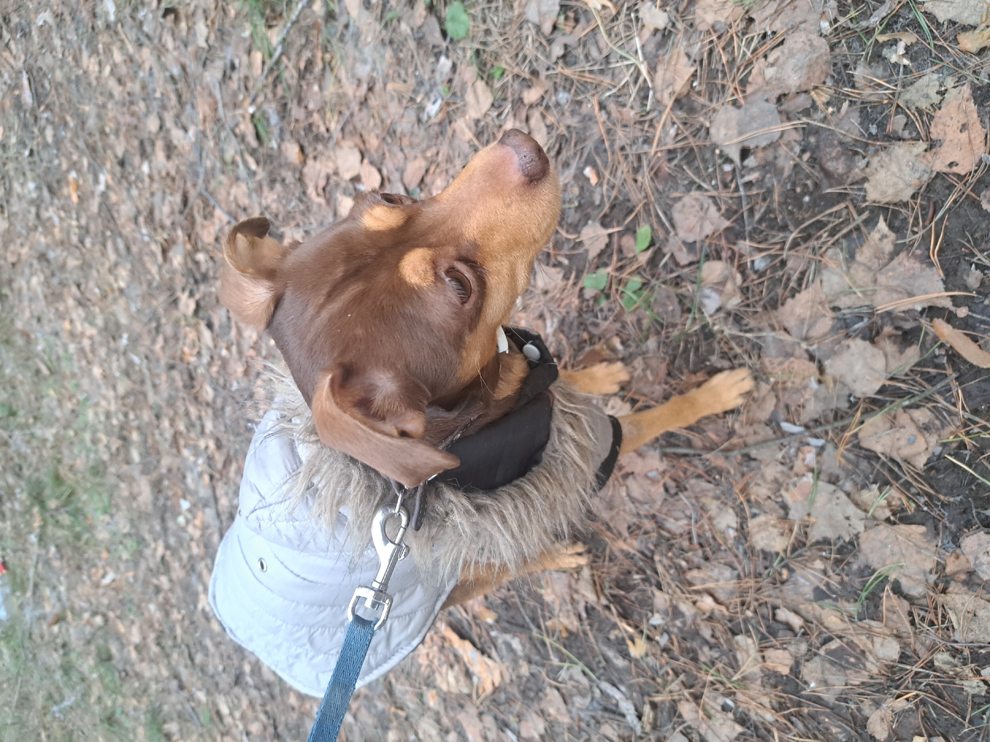 This image captures a high-angle, close-up view of a brown dog standing on a forest floor in what appears to be Chaikovsky, Russia. The dog, which has smooth, short brown fur with lighter tan markings around its eyes and muzzle, is wearing a light grey (possibly off-white) quilted jacket with a dark inner lining and a fluffy, brownish-grey faux fur collar. A blue fabric leash with a silver-colored metal clasp is attached to a ring on the jacket near the dog's shoulder.
The dog is looking upwards and slightly to the left, with its ears partially visible and its nose pointed towards the sky, suggesting it is attentively observing something or someone above it (likely the person taking the photo). Its expression conveys focus or curiosity.
The ground beneath the dog is covered with a dense layer of dry, fallen leaves, pine needles, and some small patches of green vegetation, indicative of a wooded or natural outdoor setting, possibly in autumn or early spring. The lighting is soft and diffused, suggesting it is daytime, possibly overcast. There is no visible text in the image. The dog's jacket implies cooler temperatures.
