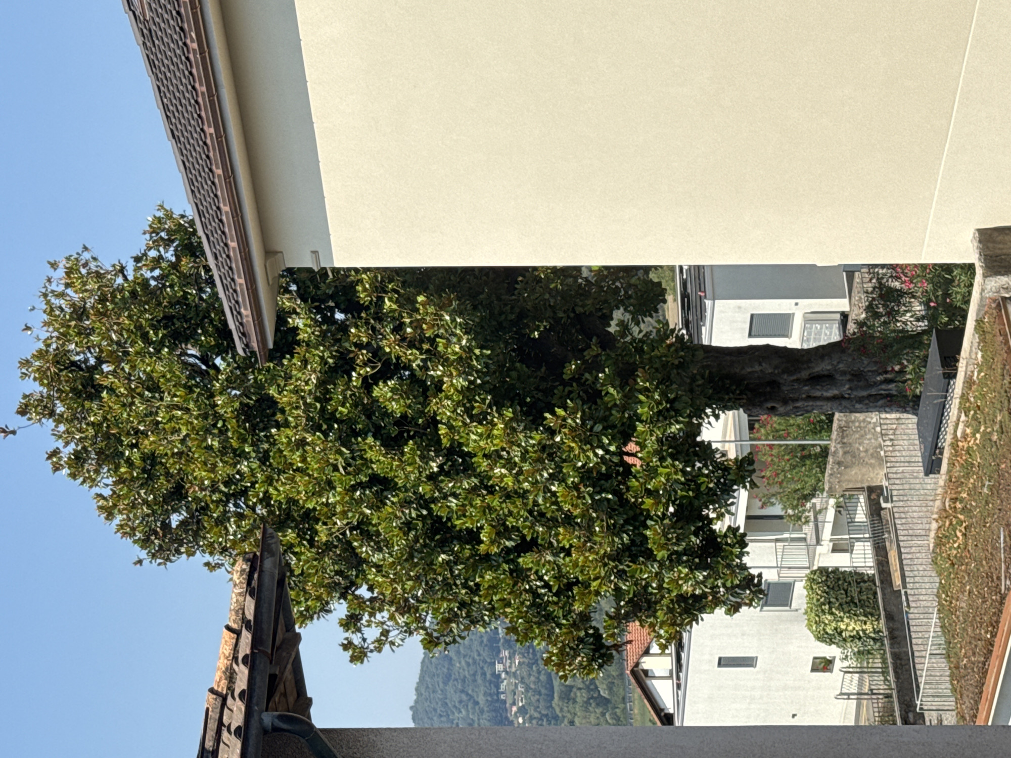 In the city of Balerna, Switzerland, a large magnolia tree stands prominently in the center of the frame. The tree's dense green foliage dominates the upper portion of the image, with its thick, textured trunk visible at the bottom. To the right, a light yellow building with a dark tiled roof takes up a significant portion of the frame. To the left, parts of another building with a red-tiled roof and grey siding are visible. In the background, a hillside dotted with houses and trees stretches across the horizon under a clear blue sky. Several smaller white buildings with balconies and railings are situated below the hillside, and a low stone wall with a metal fence runs across the foreground. A patch of green ground cover with scattered leaves is visible in the lower foreground.