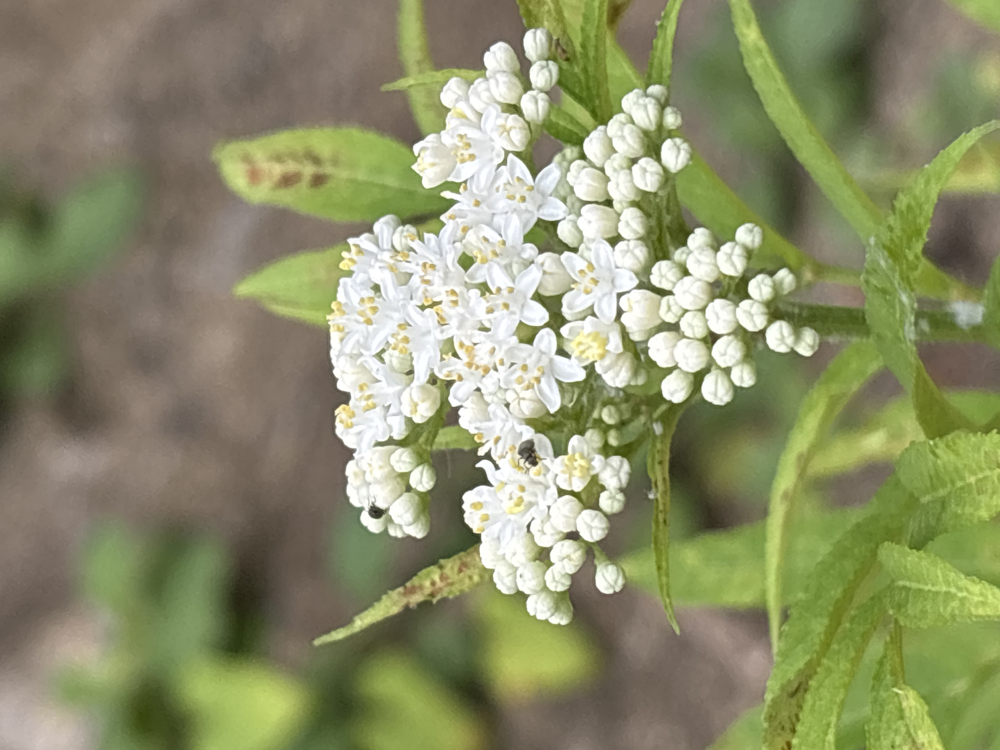 The image displays a close-up view of a cluster of small white flowers with yellow stamens, possibly from a shrub or herbaceous plant. The flowers are arranged in a dense, rounded inflorescence, with some individual blossoms open and others still in bud form. Several tiny black insects are visible on and around the flowers, suggesting pollination activity. The surrounding foliage is a vibrant green, with some leaves showing subtle brown mottling. The background is a soft, out-of-focus blur of greens and browns, indicating a natural outdoor setting. The lighting appears to be diffused, suggesting an overcast day or shade. The image does not contain any discernible elements that would suggest a specific location within the city of Sochi, Russia, or any human presence.