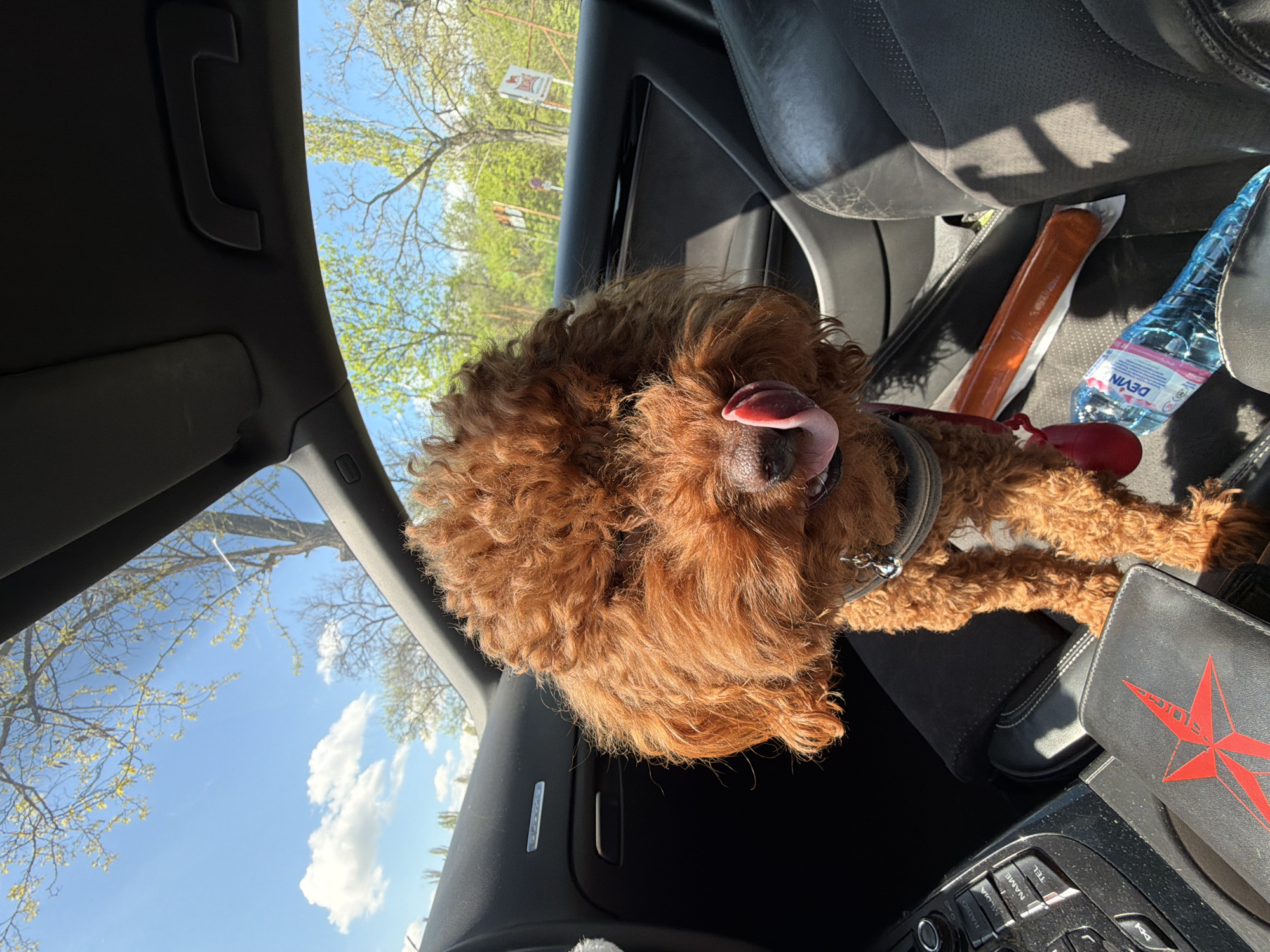 The image presents a delightful view of a reddish-brown, curly-haired dog, likely a Poodle or Goldendoodle, riding in the front passenger seat of a car. The dog's head is tilted, with its pink tongue playfully extended, suggesting excitement or panting. It wears a dark collar adorned with a red bowtie accessory.
The interior of the car features dark, possibly leather, seats and a dashboard with visible controls, including buttons labeled "NAME," "TEL," "MEDIA," and "RADIO." On the seat next to the dog are a clear plastic bottle of "DEVIN" brand mineral water and a long, cylindrical, orange-brown object, possibly a food item, wrapped in white paper. A black bag or wallet with a distinctive red star design and the word "PRIDE" is also visible on the console.
Through the car's windows and sunroof, a bright blue sky with scattered white clouds is visible, indicating a sunny daytime setting. Lush green-leaved trees suggest a springtime environment. Blurry road signs are faintly discernible through the passenger side window. The "DEVIN" water bottle serves as a strong location cue, confirming the context of Sofia, Bulgaria. The sunny weather and the dog's seemingly joyful expression contribute to a cheerful and adventurous mood.