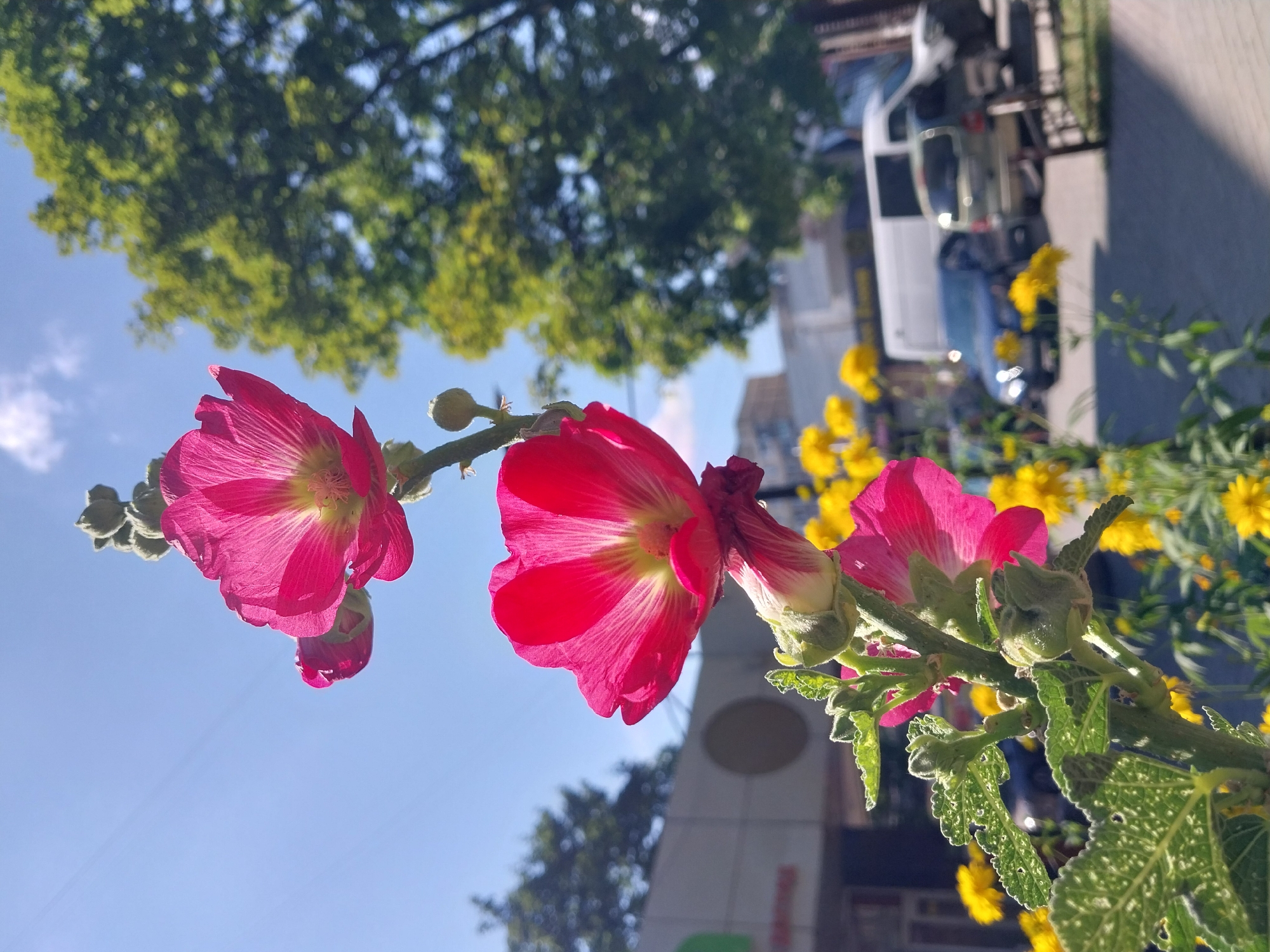 The image captures a close-up view of bright pink hollyhock flowers in bloom, set against a clear blue sky. In the background, a large, lush green tree stands prominently, its foliage casting shadows. Below the flowers, a row of smaller yellow flowers adds a splash of contrasting color. Further in the background, a blurred urban environment is visible, with buildings, parked cars, and a white van. The overall impression is a sunny day in a city setting, likely Dnipro, Ukraine, where nature and urban life coexist.