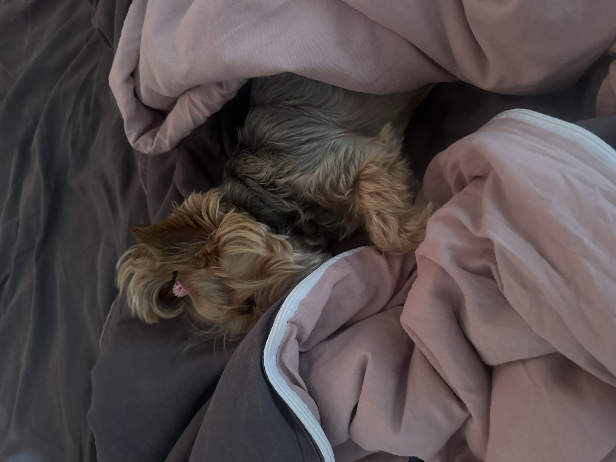 A small dog with long, tan fur is nestled amongst folded bedding. The bedding consists of grey and mauve-colored fabrics, likely blankets or a duvet. The dog is mostly covered by the bedding, with only its head and part of its body visible. A small pink hair clip is visible in the dog's fur near its head. There are no other people or objects visible in the image. The location is not discernible from the visual information.