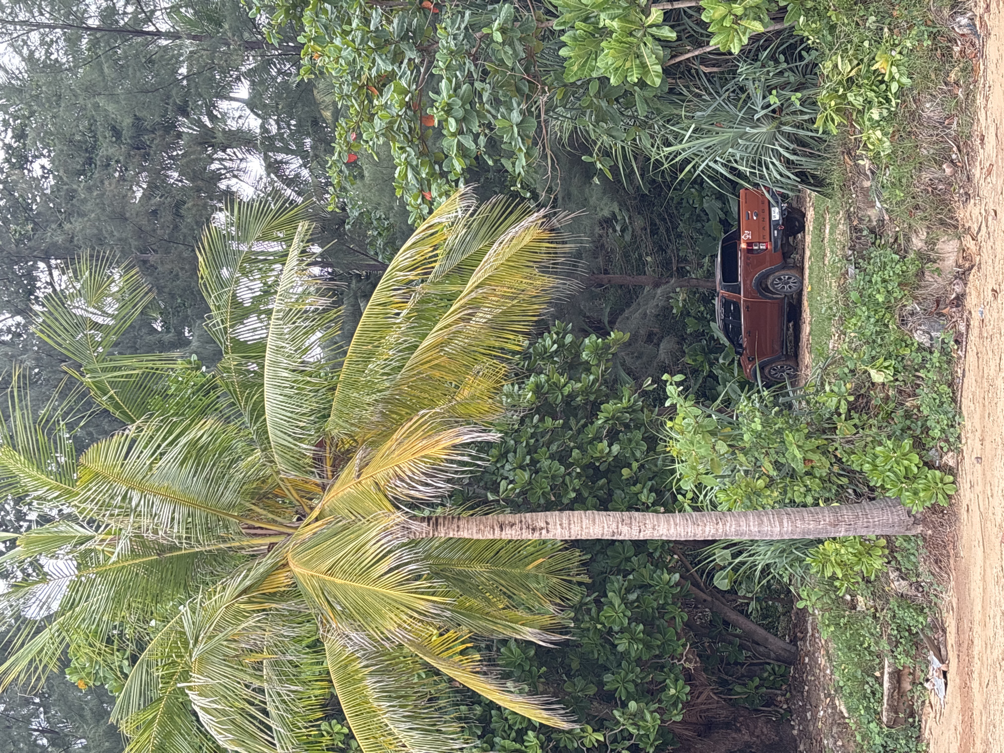 The image depicts a tropical scene, likely in the vicinity of Choeng Thale, Thailand, given the presence of a prominent coconut palm in the foreground. The palm's trunk is vertical, with green and yellow fronds reaching outwards. Dense, varied green foliage surrounds the base of the palm and extends into the background. Partially obscured within the foliage is a bronze-colored pickup truck. The front end of the truck is visible, with the tires, cabin, and cargo bed discernible. The truck appears to be parked near a sandy area or beach edge. The scene suggests a location where vehicles can access or park near the natural vegetation of a tropical coastal environment.