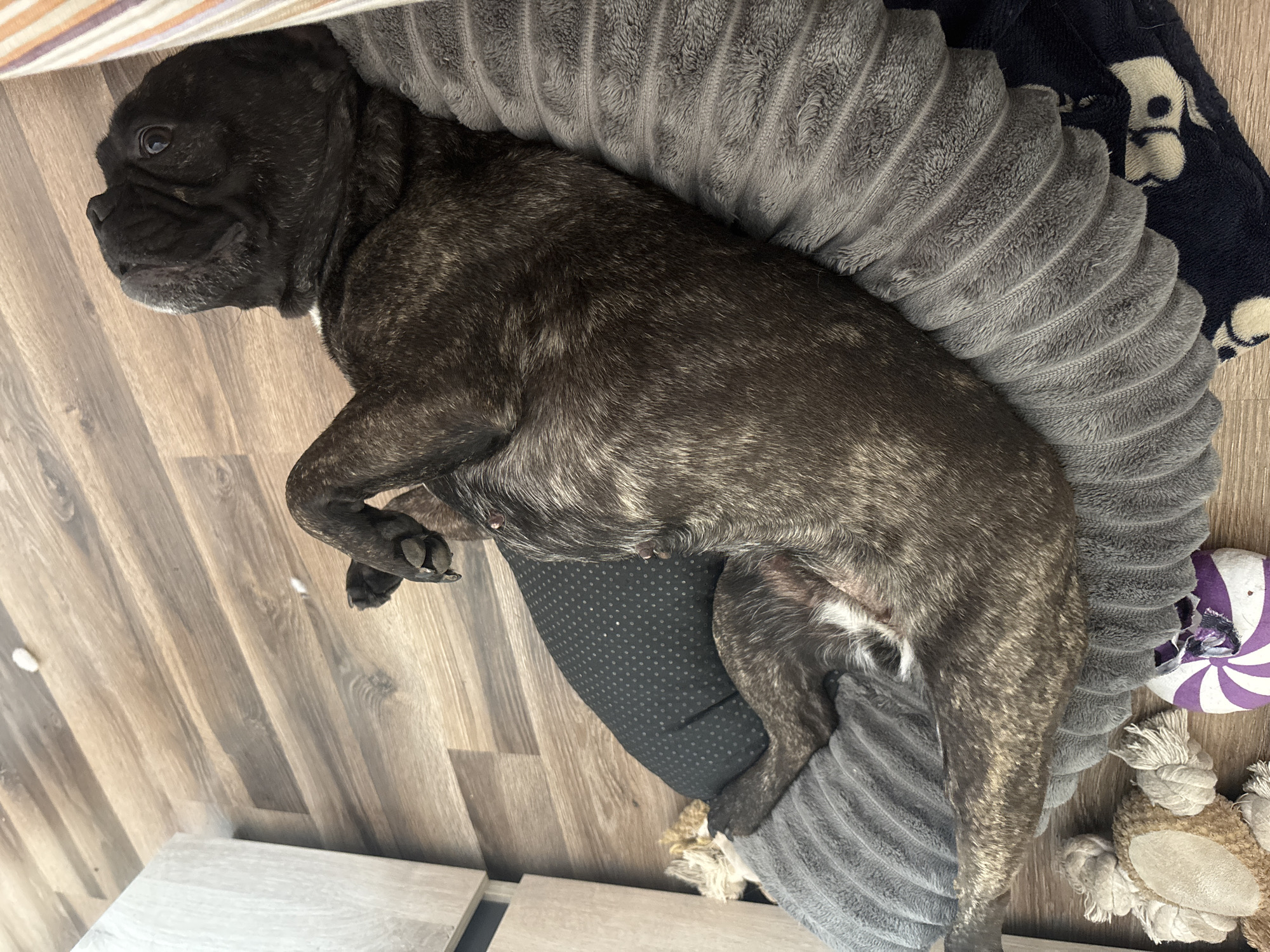A brindle French Bulldog is lying in a gray, circular dog bed with a black polka-dotted base, positioned on a light brown, wood-look floor. The dog's head is near a surface with horizontal stripes. A dark blue blanket with white skull patterns is partially visible near the dog bed. A torn purple and white toy ball and a stuffed toy are also near the bed. The location is unspecified and unrelated to Manole, Bulgaria.