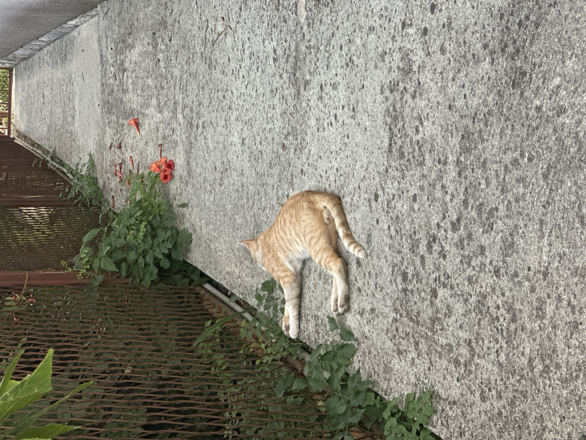 An orange tabby cat is lying on its side on a concrete walkway. The cat is stretching out its front legs towards a rusty metal fence that lines the left side of the walkway. Green foliage grows along the fence. Several bright orange flowers are scattered on the walkway in the background. The walkway appears to be an outdoor path, possibly in a residential area or park. The setting is likely Budva, Montenegro, given the context.