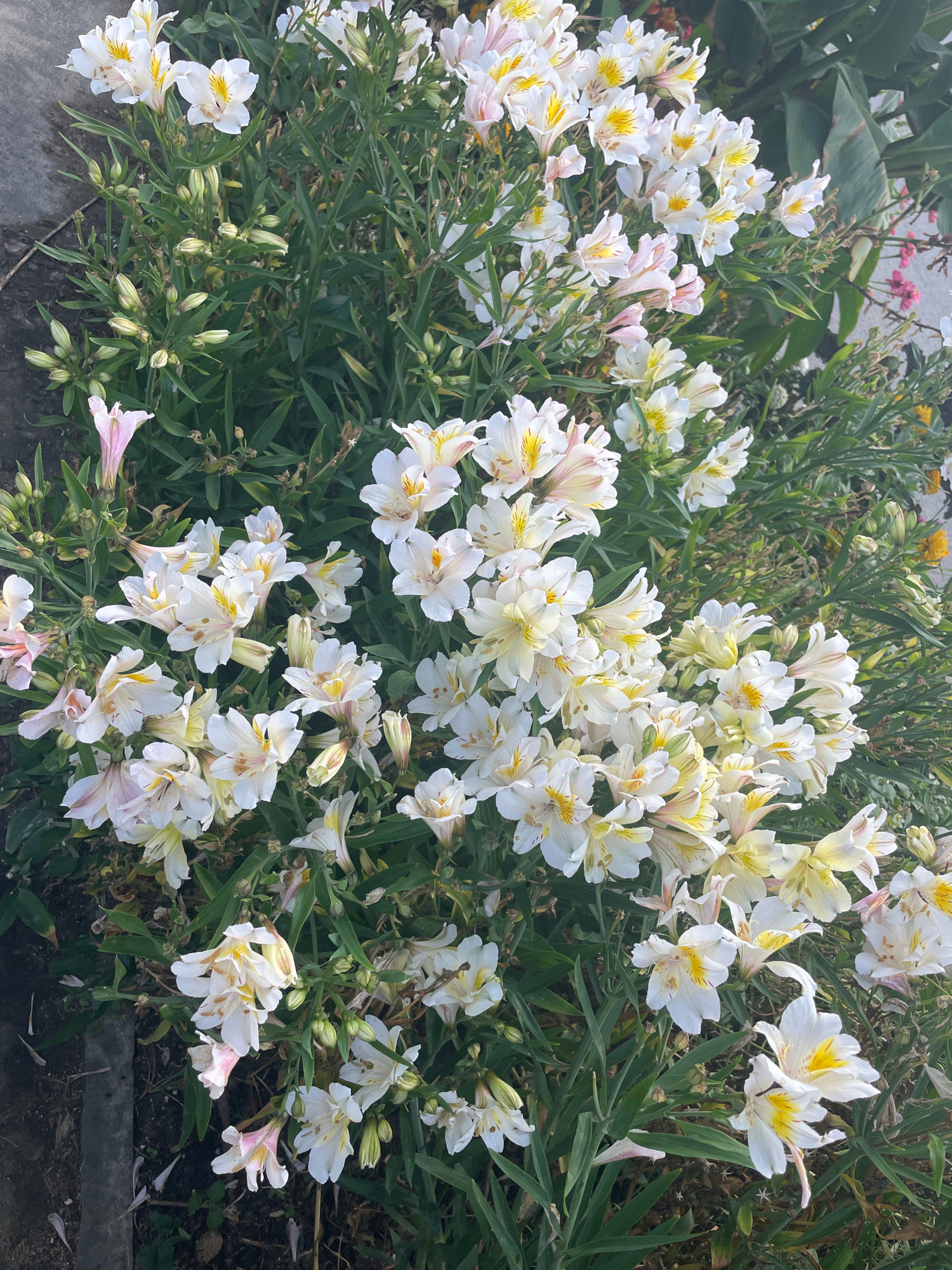 A close-up, overhead shot captures a dense cluster of white Alstroemeria flowers with yellow markings on their petals, interspersed with delicate pink hues. The blooms are surrounded by their slender green foliage and numerous unopened buds. The flowers are growing in a garden bed adjacent to a grey stone pathway or border on the left side of the frame. In the background, hints of other green foliage and a few faint pink and yellow blooms are visible. The overall impression is one of vibrant, natural growth. The scene is located in Ouistreham, France.