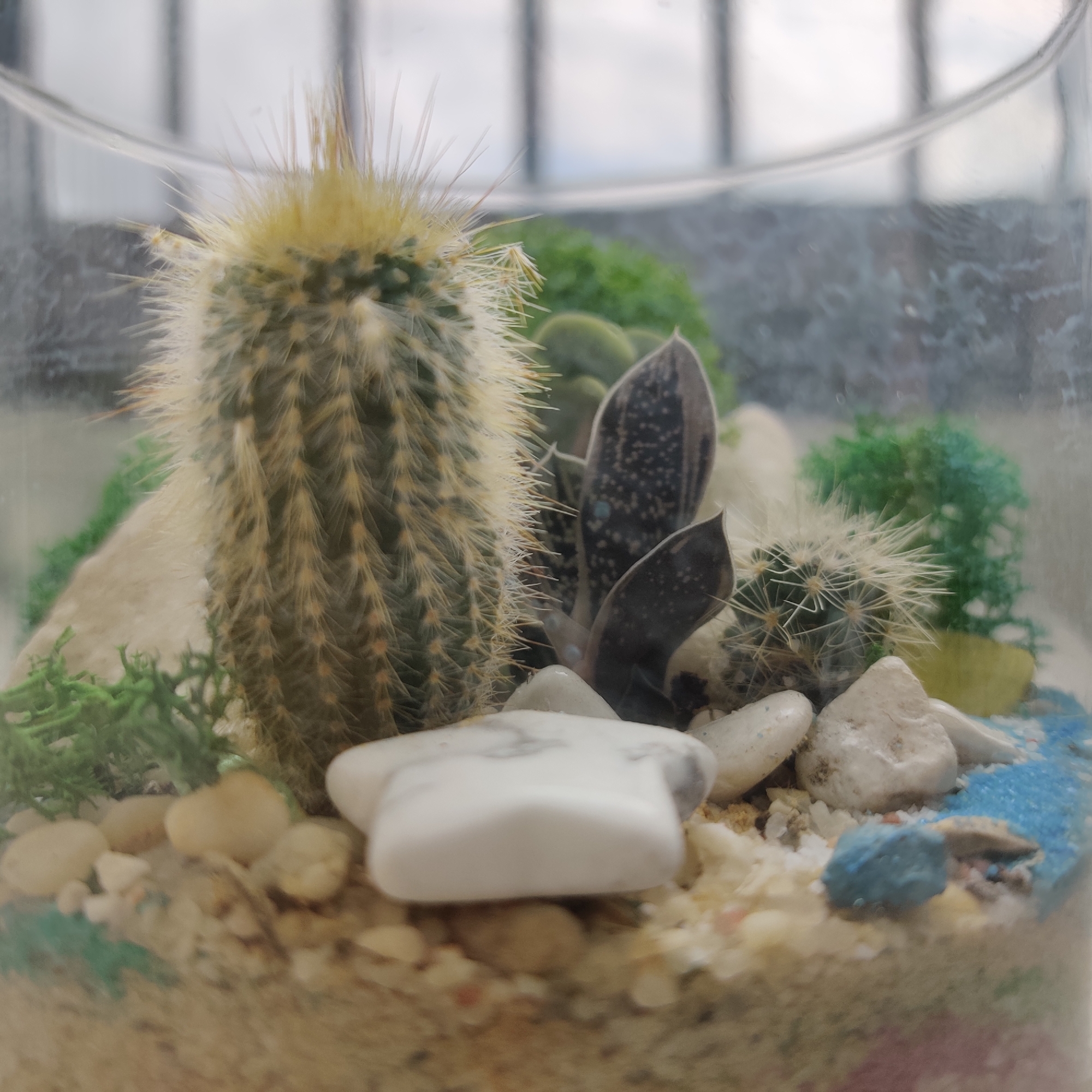 The image shows a close-up of a succulent terrarium inside a glass container. The terrarium contains several plants, including a tall, cylindrical cactus with white spines, a smaller round cactus, and a dark-leafed succulent with white spots. The substrate is a mix of sand and small pebbles, with some decorative elements like colorful gravel and a star-shaped white stone. Green moss is also present, adding texture and color. The background is blurred, showing vertical lines that suggest a window or fence. There are no people or identifiable landmarks present. The image quality is fair, with some blurriness and a shallow depth of field. There is no information within the image to indicate a specific location in Yekaterinburg, Russia.