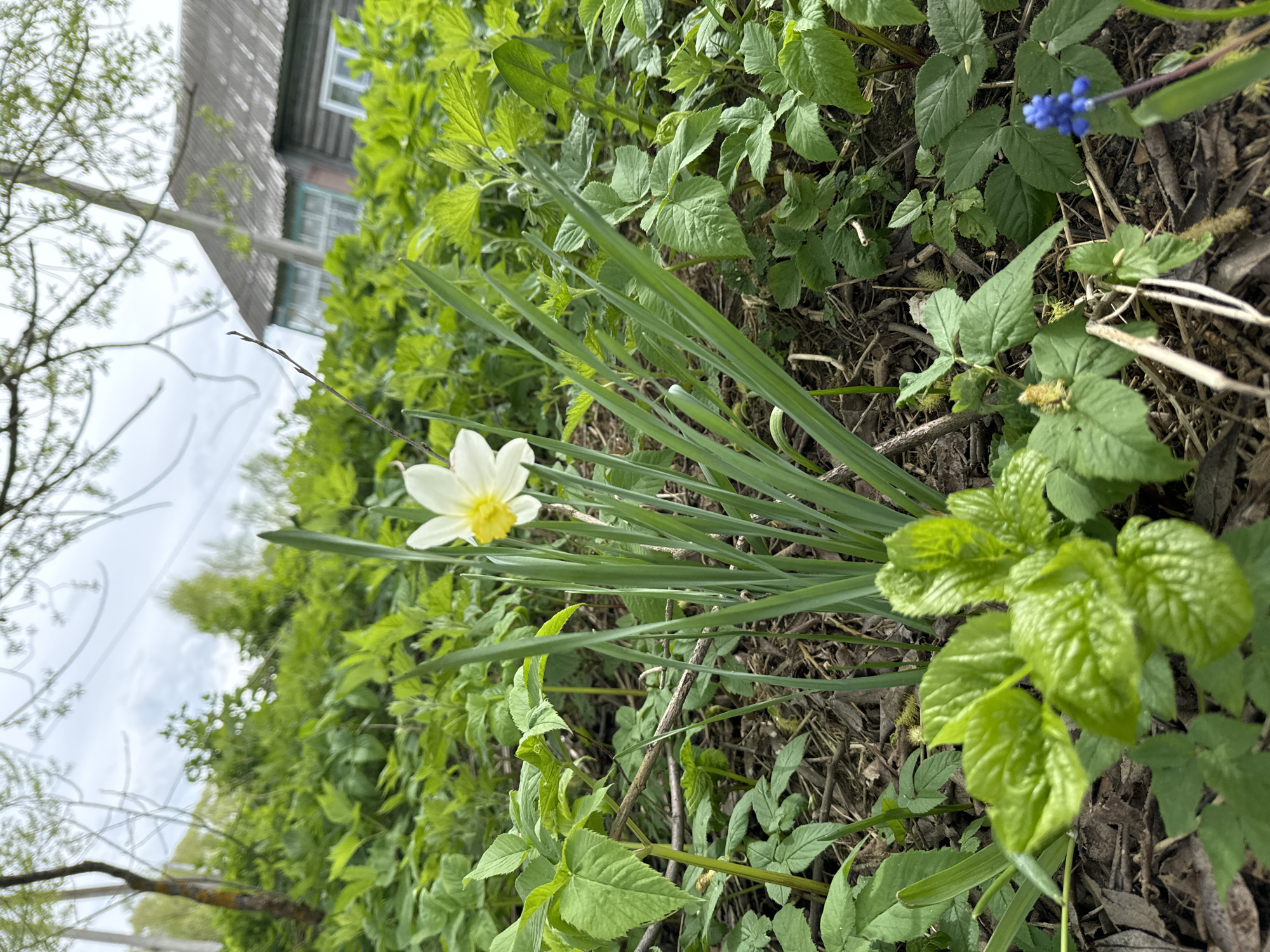 The image depicts a ground-level view of vegetation, including a daffodil with white petals and a yellow center, growing amidst various green plants and leaf litter. A blue flower is visible among the vegetation. In the background, a building with a gray roof and light-colored window frames is partially visible through trees. Based on the location provided, the scene is situated in Красный Маяк, Russia.