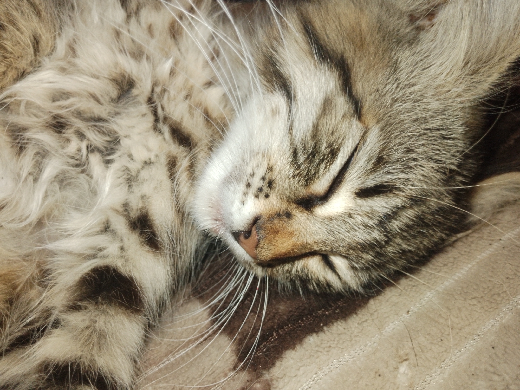 The media file is a close-up, eye-level shot of a cat sleeping. The cat's face is the primary subject, with its eyes closed and a peaceful expression. The cat's fur is a mix of gray, brown, and white, with distinct tabby markings on its face. Its whiskers are long and white, fanning out from its nose. The cat is lying on a textured, beige surface, possibly a blanket or rug, which has a subtle striped pattern. The lighting appears to be natural, suggesting daytime, and the overall mood is one of tranquility and rest. There is no visible text in the image. The background is slightly blurred, drawing focus to the sleeping feline. The image captures the soft texture of the cat's fur and the delicate details of its face.