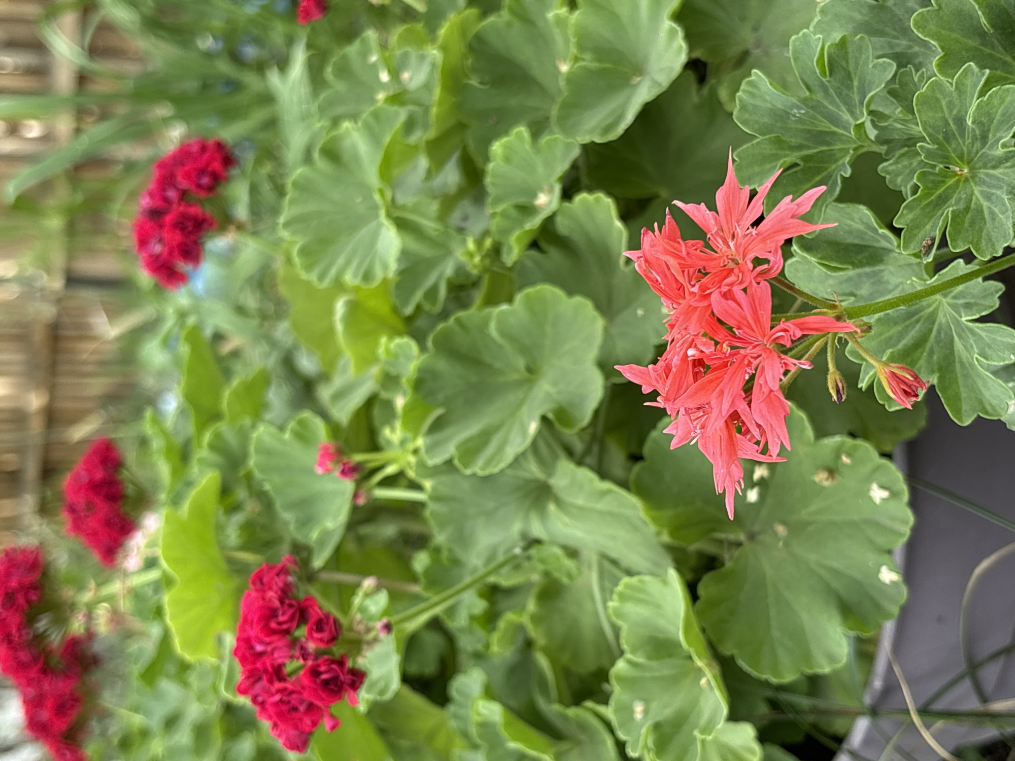 This is a close-up, eye-level, outdoor, medium shot of a cluster of red geraniums and their green leaves, with a blurry background of a bamboo fence and greenery. In the foreground, a bright pink geranium bloom is the most in-focus subject, with delicate, spiky petals. To the left and in the background, several clusters of deeper red geraniums are visible, but they are out of focus. The leaves of the plant are broad and lobed with serrated edges. The overall impression is of a vibrant garden scene. The image does not provide any information about the city of Atbasar, Kazakhstan.