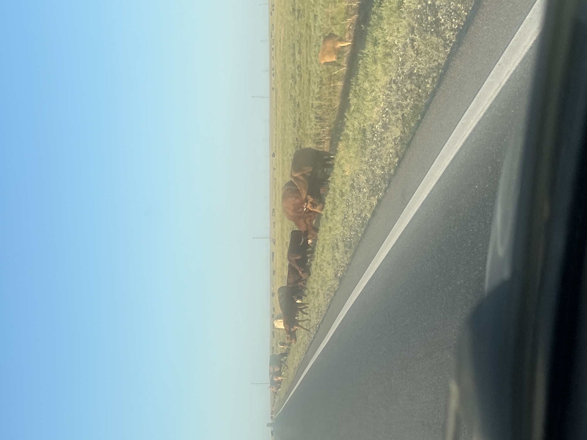 A herd of cattle grazes along a grassy roadside adjacent to a two-lane asphalt road. The sky is clear and blue, transitioning to a lighter shade near the horizon. The road has a white stripe dividing the lanes and is bordered by a grassy median. The cattle, primarily brown and tan, are spread across the field, some grazing and others standing. In the distance, there are faint structures that appear to be utility poles. The scene suggests a rural or semi-rural environment. The location is identified as Kochubey, Russia.