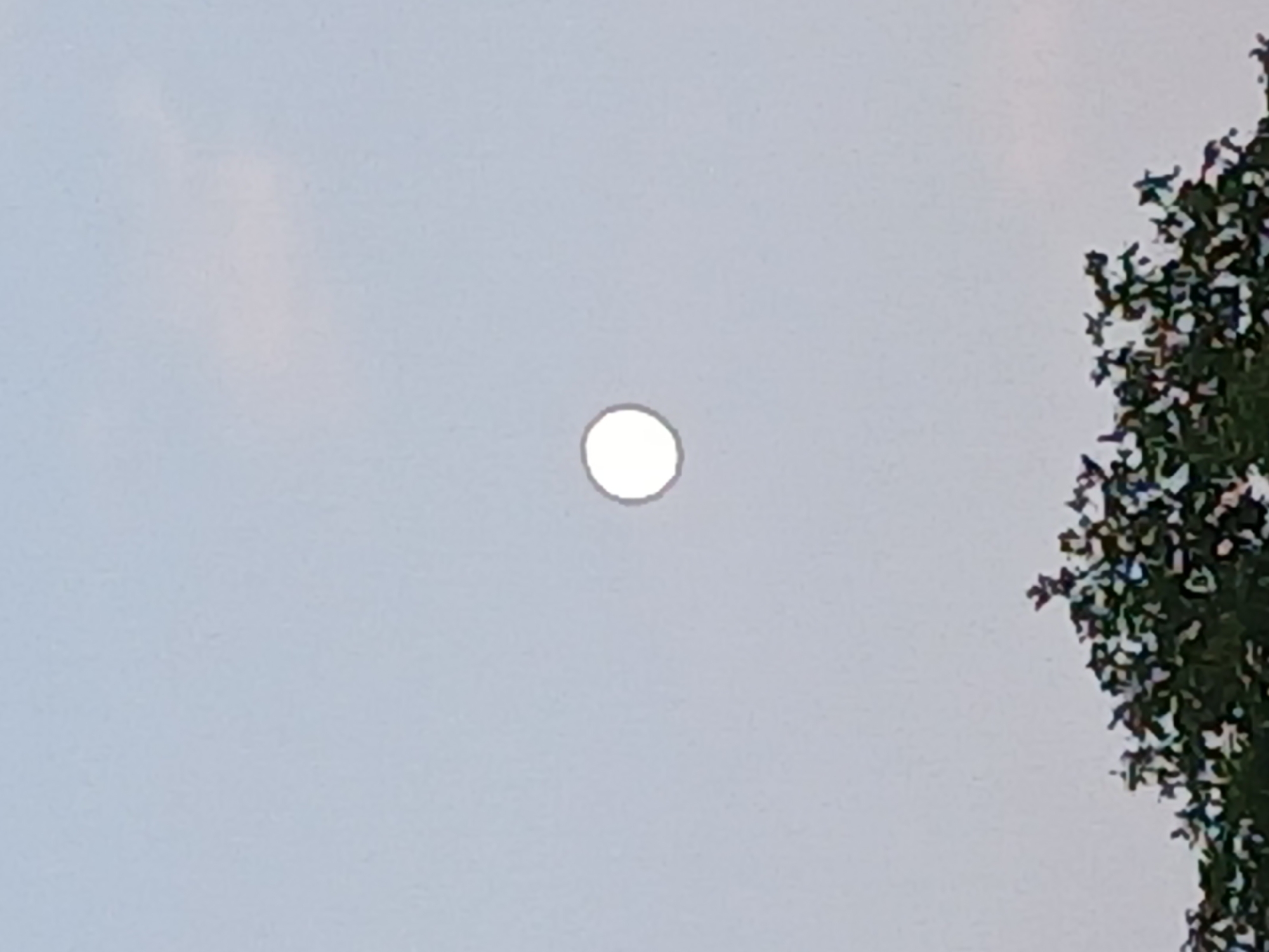 A bright, round object, likely the sun, is visible in a pale, hazy sky, slightly off-center to the left. The lower portion of the image is filled with the dark, silhouetted branches and foliage of a tree. The scene is devoid of any human presence or activity. The environment appears to be outdoors, with the hazy sky suggesting it may be daytime, possibly at dusk or dawn, or under atmospheric conditions that diffuse sunlight. The location is identified as Korman, Ukraine.