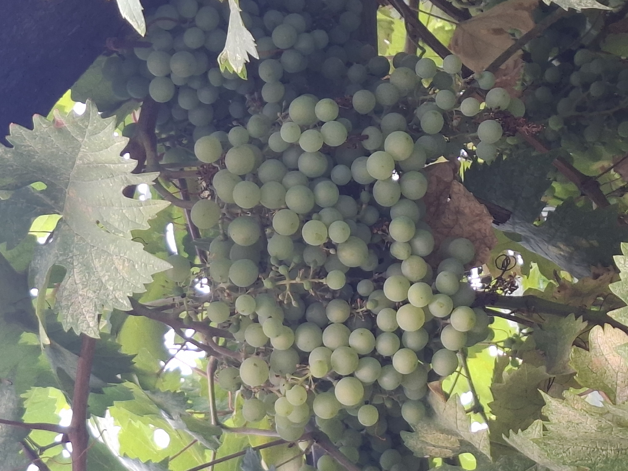 This image shows a close-up, eye-level view of several bunches of unripe green grapes hanging from a vine. The grapes are small and round, clustered tightly together on their stems. The vine has large, serrated green leaves and thin, brown woody stems. The background is a mix of blurred green foliage and dark shadows, suggesting an outdoor setting, possibly a vineyard or garden. There is no indication of any people or animals in the image. The lighting appears to be natural daylight, with some bright spots indicating sunlight filtering through the leaves. The overall impression is of a healthy vine with abundant, developing fruit. The image does not provide any specific geographical markers or clues to pinpoint its exact location within Almaty, Kazakhstan.