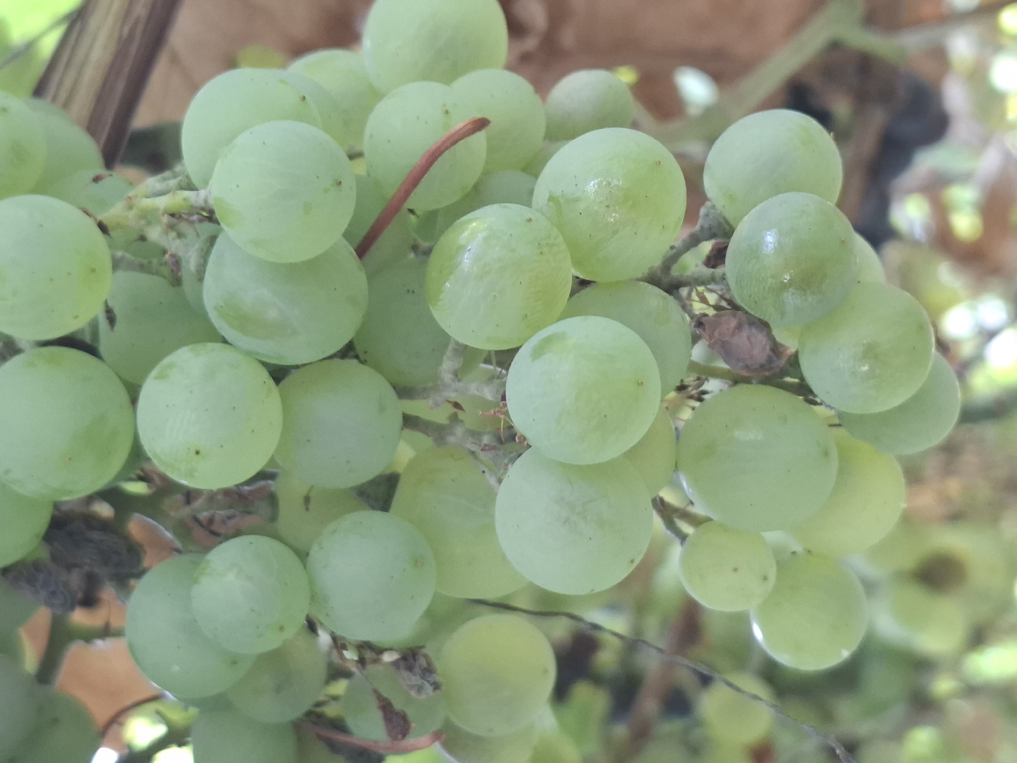 A close-up, overhead view of a cluster of unripe green grapes hangs from a vine. The grapes are round and vary slightly in size, with some appearing slightly oval. The surface of the grapes is smooth and reflects light, indicating a slight sheen, and some have visible small brown spots. The cluster is dense, with many individual grapes packed closely together. The stem of the cluster is visible, a thin, light brown branch with a slightly reddish hue where it curves upwards. In the background, out-of-focus elements suggest a natural setting, with blurred green foliage and brown textures that could be other vines or wooden structures. There are no people or animals visible in the image. The lighting suggests it is daytime, with soft light illuminating the grapes. This scene could be found in an urban garden or vineyard within Almaty, Kazakhstan, where viticulture is practiced.
