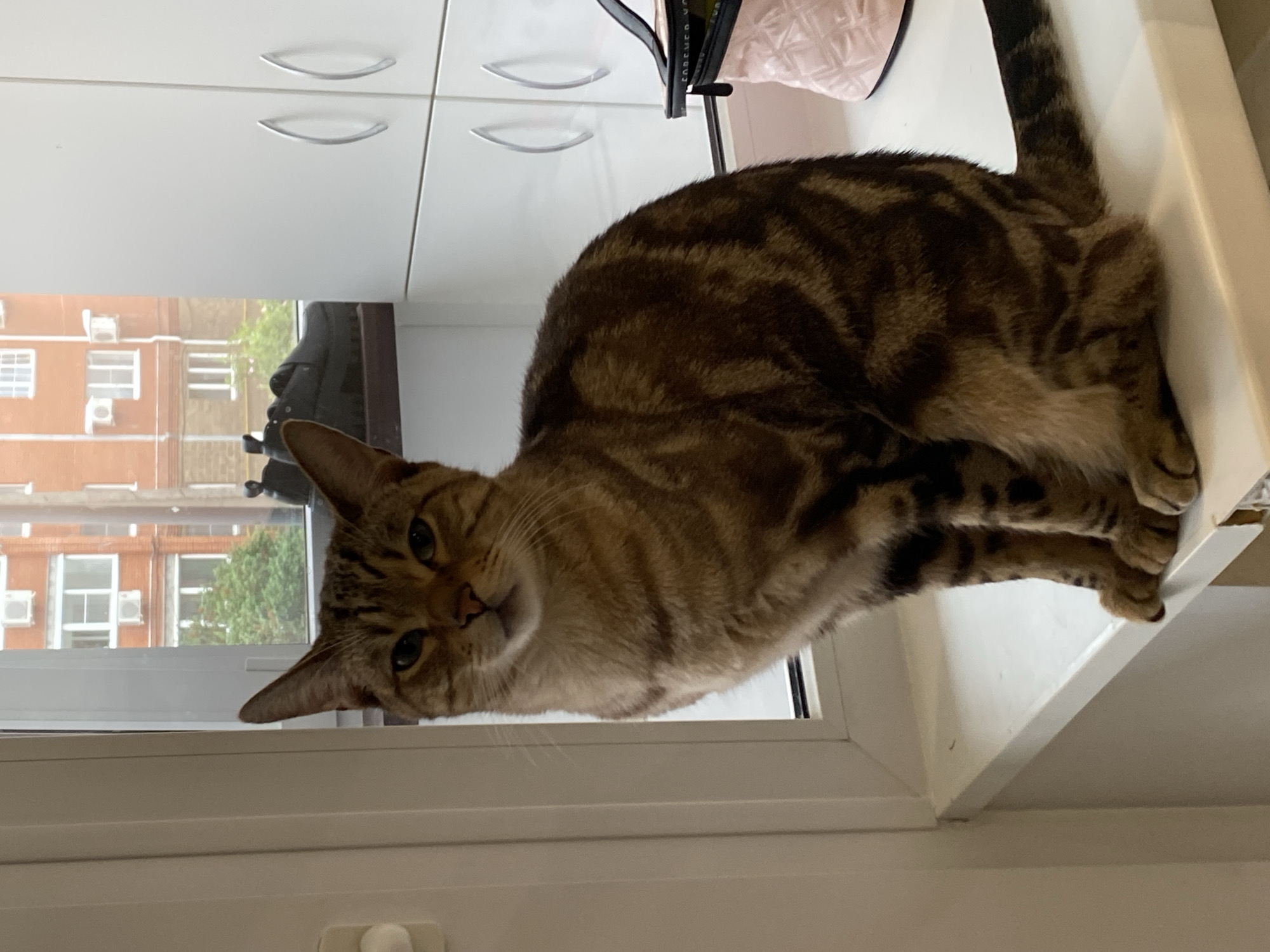 A brown tabby cat is lying on a white window sill, angled towards the viewer. The cat has a brown and black striped coat and green eyes. Behind the cat is a white cabinet with silver handles and a bag. Outside the window, there is a view of a building. Based on the building architecture, this image may have been taken in Russia. The city cannot be determined from the image.