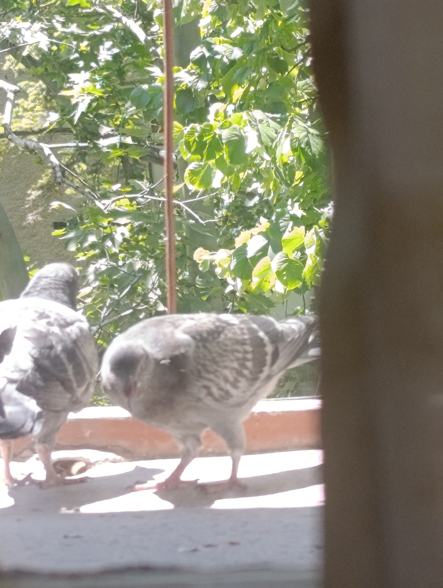 The image depicts two pigeons perched on a ledge outdoors. The pigeon on the left is facing away from the camera, while the pigeon on the right is facing towards the camera with its head lowered, as if pecking at something. Both pigeons have grey and white plumage. In the background, there is lush green foliage, suggesting a natural or park-like setting. The lighting indicates it is daytime, with sunlight illuminating the leaves and casting shadows. The overall scene suggests an urban environment, potentially in a residential area or a public space within Razgrad, Bulgaria, where pigeons are commonly found.