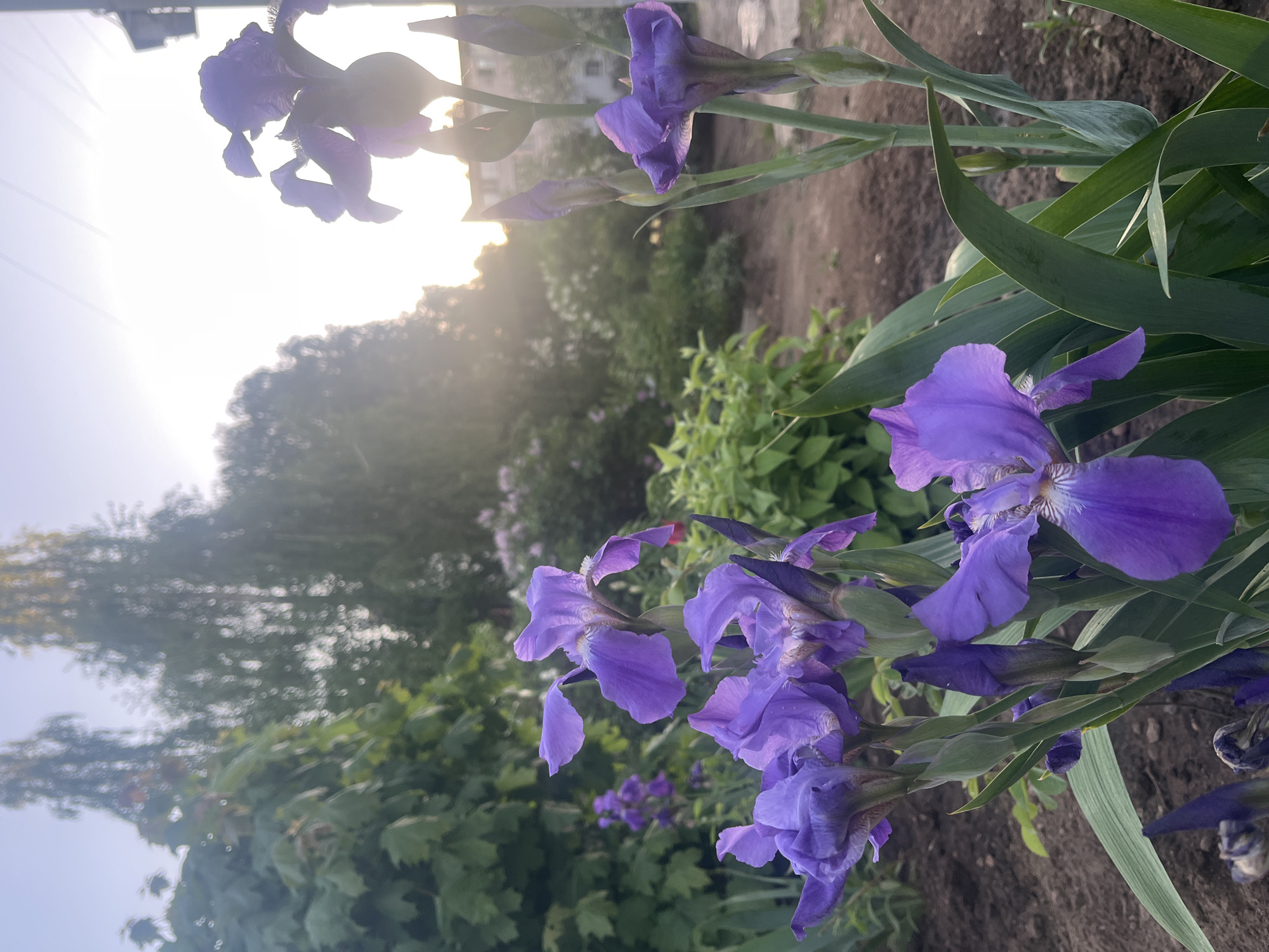 The image depicts a garden with purple iris flowers in the foreground. The irises are in various stages of bloom, with some fully open and others still budding. Green leaves of the iris plants are visible. In the background, there is a blurry view of greenery, suggesting other plants and trees. The presence of sunlight indicates that the photo was taken during daylight hours, possibly at sunrise or sunset. A building is faintly visible in the background, suggesting the scene is within a residential area of the city of Chaikovsky, Russia. No people are visible in the frame.