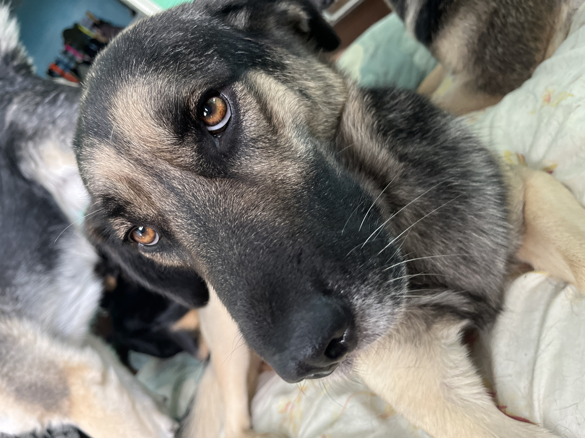 The image shows a close-up of a German Shepherd dog's face. The dog has brown eyes and a black nose, with fur that is a mix of black, gray, and tan. It is lying down on a bed with a white, patterned comforter. In the background, another dog and what appear to be puppies are visible. The environment appears to be indoors, possibly a home. The image does not contain any information about the city of Nizhny Tagil, Russia.