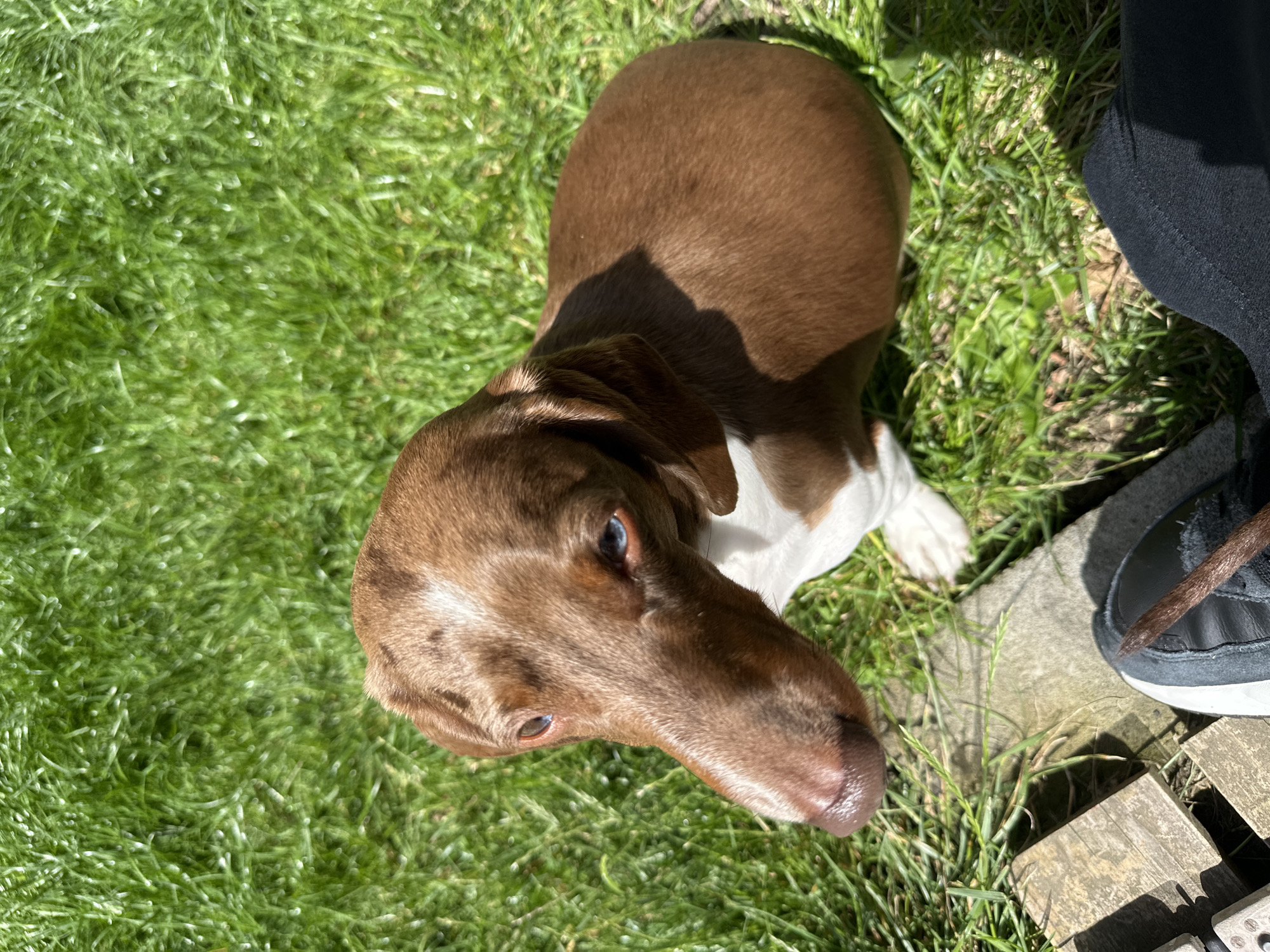 An overhead, medium shot captures a brown and white dachshund sitting on lush green grass under bright daylight. The dog's head is turned to its left, showing its bright blue eyes and a white blaze on its forehead. Its long muzzle is pointed towards the left side of the frame. The dog's body is mostly brown with a white chest and paws. Sunlight casts a shadow on the right side of the dog's body. In the foreground, a person's foot, clad in a black shoe, is visible on the right, and some wooden planks and a stone edge are on the left, indicating an outdoor setting. The background is entirely composed of the vibrant green grass, suggesting a park or a backyard. The image is taken in an unspecified outdoor location.