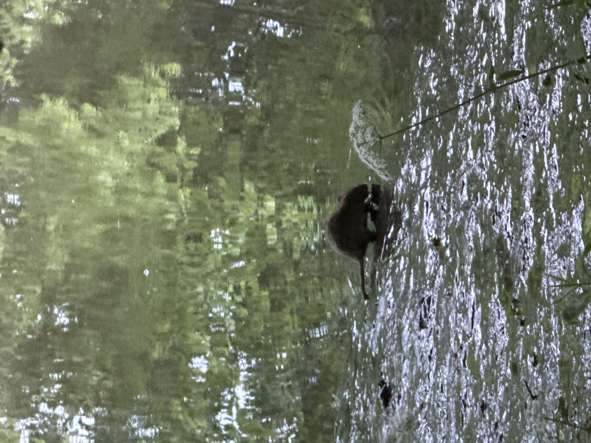A brown mammal with a long tail is partially submerged in murky, rippling water. The mammal is facing to the left and its body is low to the water. A white, umbrella-shaped flower with a thin stem stands to the right of the mammal. The background is a blurred reflection of green foliage, suggesting trees or bushes on the bank of the waterway. The scene appears to be outdoors in a natural setting, possibly a park or a riverbank. The location is not specified as Moscow, Russia.