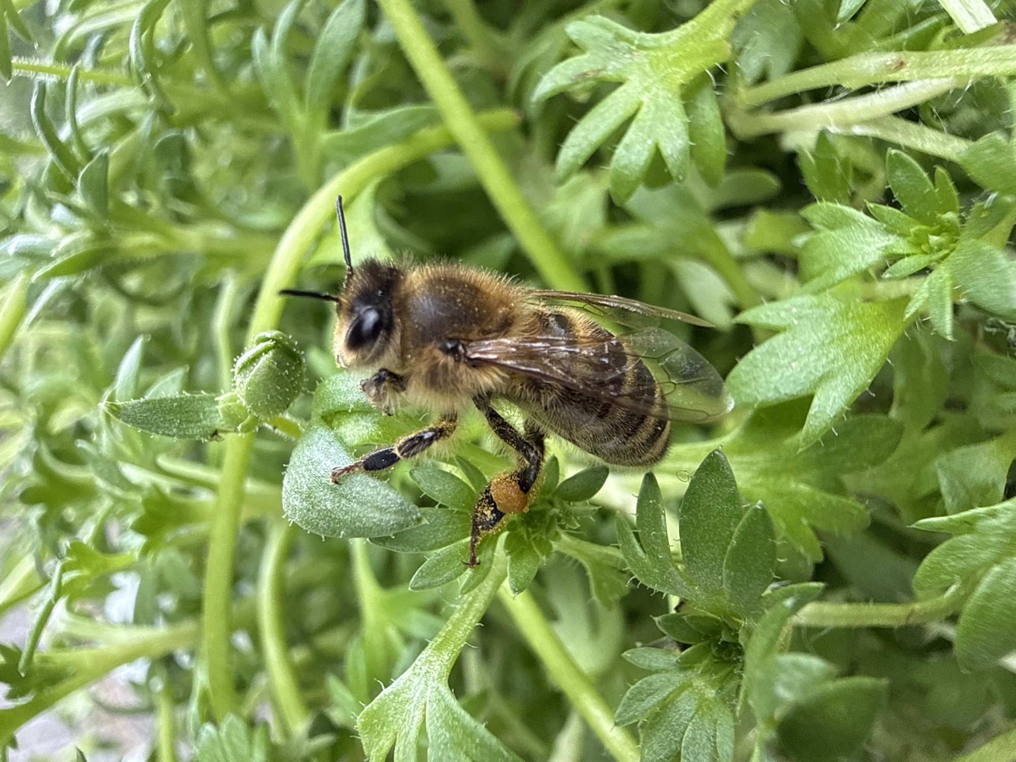 A bee is perched on a cluster of green plants with distinctive, multi-lobed leaves. The bee is brown and hairy, with visible wings and pollen clinging to one of its legs. The location is Junglinster, Luxembourg.