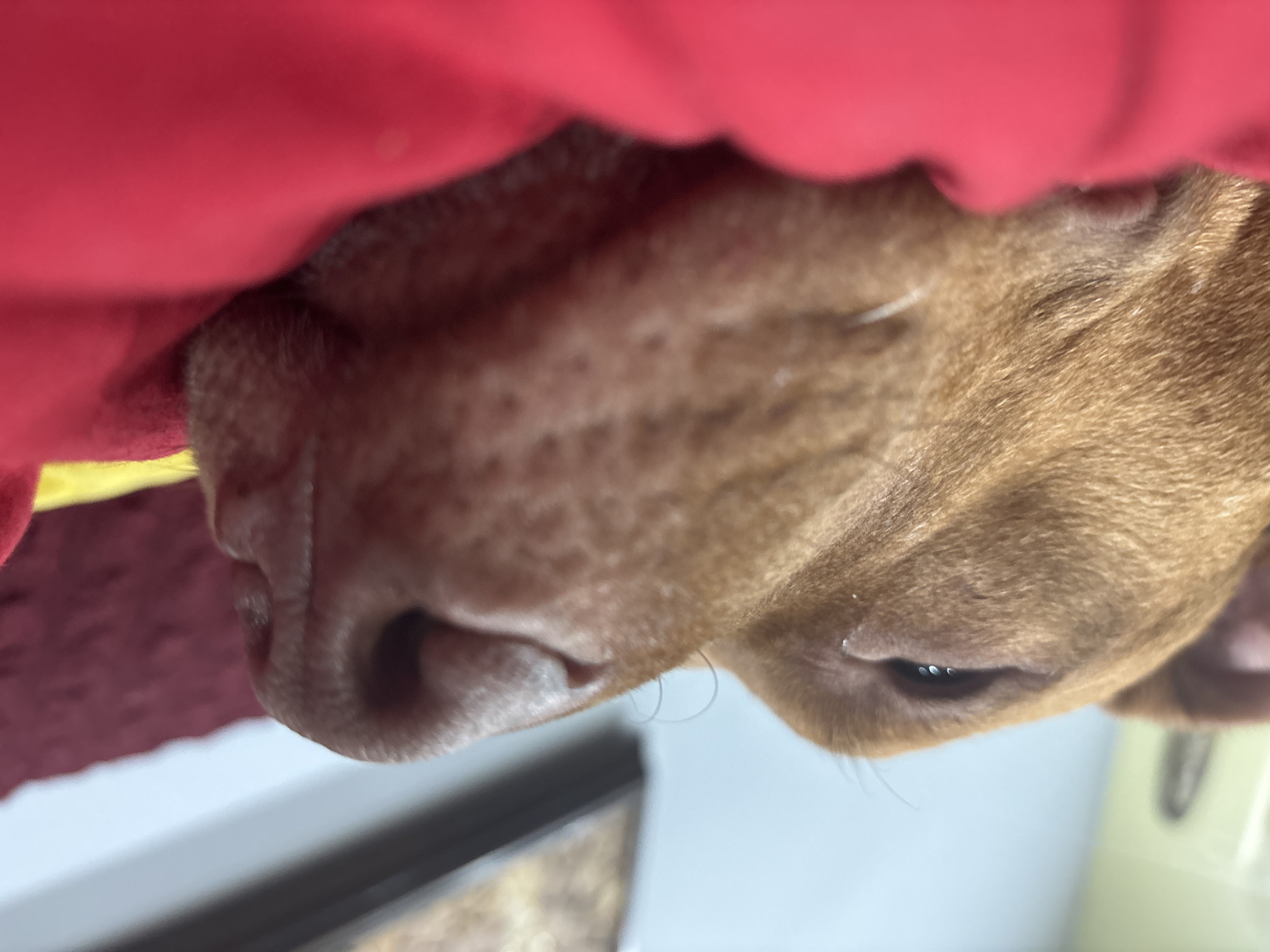Close-up, angled view of a dog's face. The dog is reddish-brown. Part of the dog's head is underneath a red and yellow object. A small portion of a dark object is visible on the lower left, and a white object is on the lower right against a light blue background. No information indicates the image was taken in Sofia, Bulgaria.