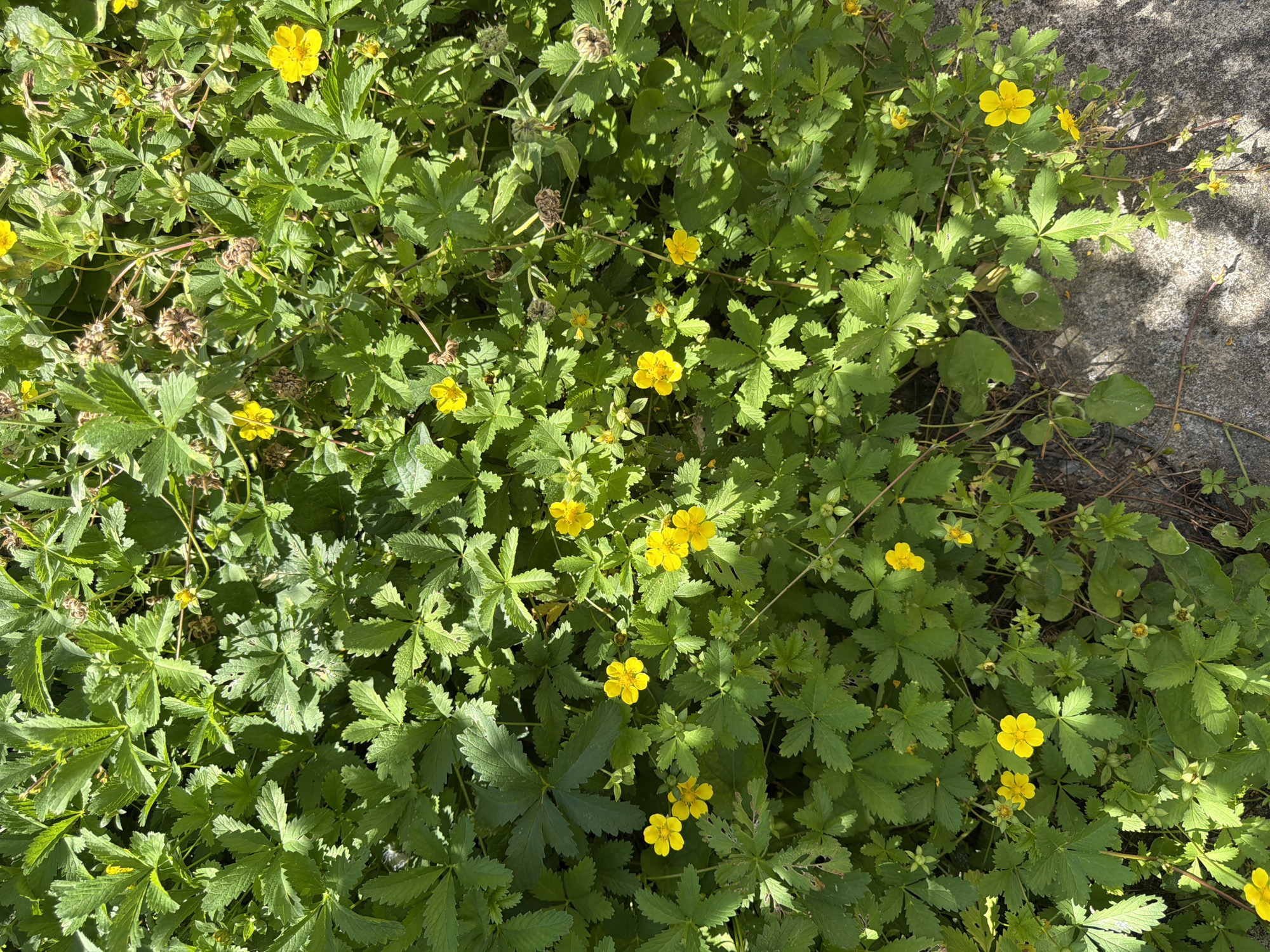 This is a close-up, overhead photograph of a patch of cinquefoil plants with yellow flowers growing next to a concrete surface. The plants are dense and leafy, with serrated green leaves. Numerous small, five-petaled yellow flowers are scattered throughout the foliage, along with some dried seed pods. The concrete appears to be a pathway or bordering edge, with a rough, textured surface. The scene suggests an outdoor location, likely in a garden or natural area within the city of Pazardzhik, Bulgaria, under bright sunlight, casting shadows on the plants and concrete. No people are present in the image.