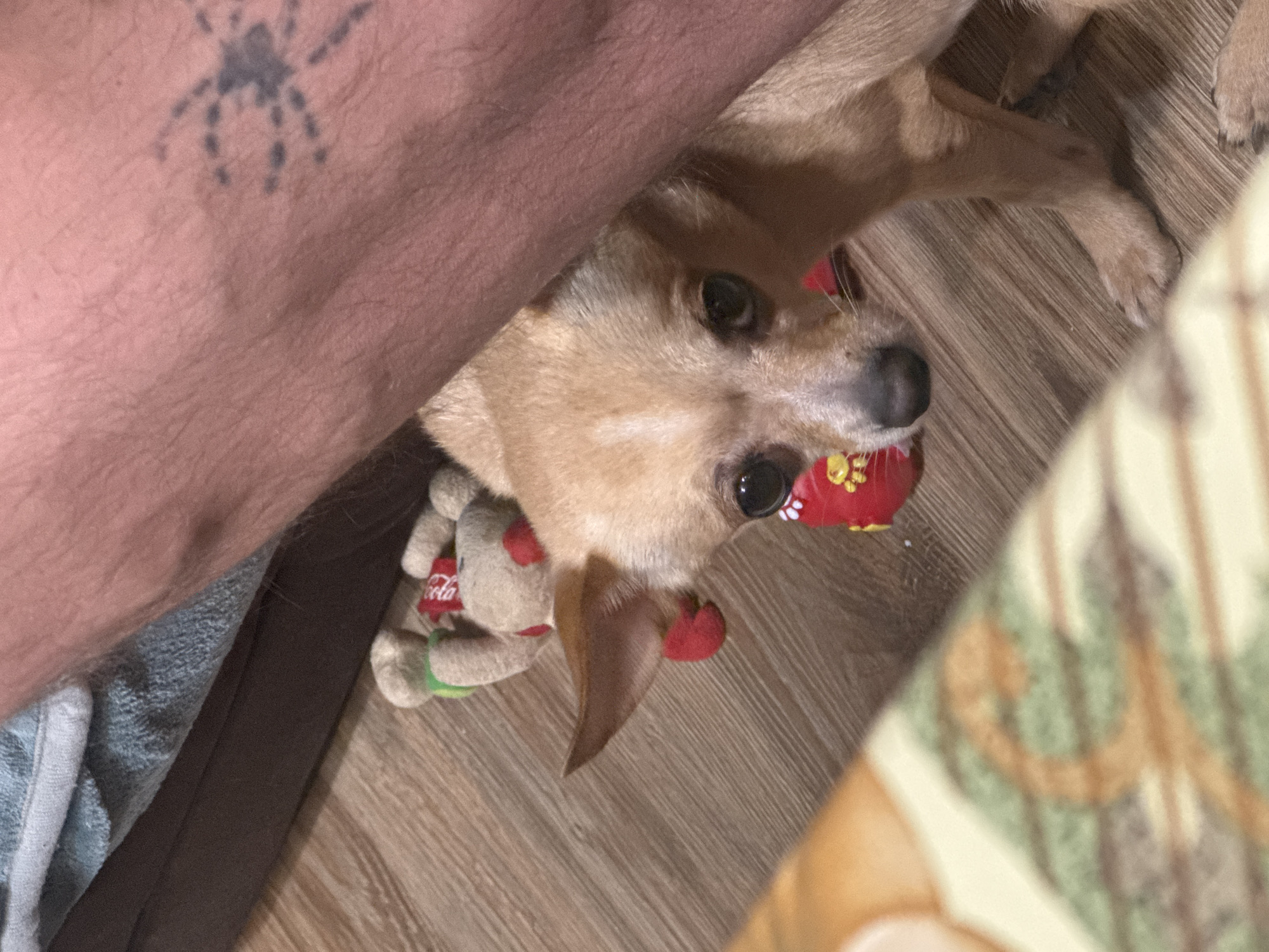 A tan-colored Chihuahua dog with large, expressive eyes is lying on a wood-grain floor, partially beneath a person's leg. The person's leg, with a tattoo of a spider on it, is positioned on the left side of the frame. The dog is holding a red ball-shaped toy in its mouth and has a stuffed animal, with a Coca-Cola logo on it, next to it. A patterned fabric or object is visible on the right side of the frame. The environment appears to be indoors, potentially in a residence. There is no information to indicate location in Vratsa, Bulgaria.