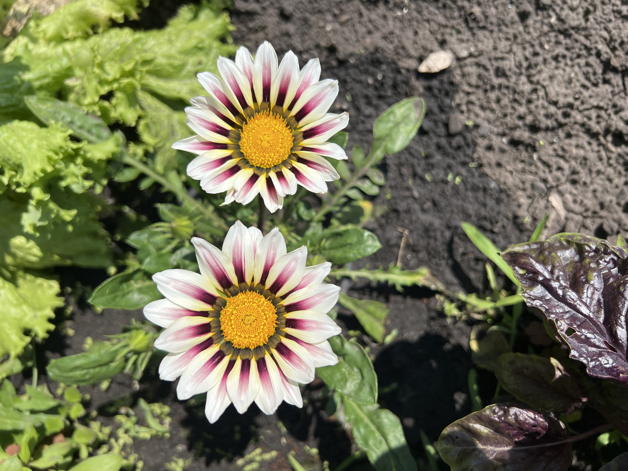 In Khryashchevka, Russia, two Gazania flowers with white petals, streaked with deep pink and dark purple, are blooming in a garden. The flowers have bright yellow centers and are positioned close together, casting subtle shadows on the dark, rich soil. Surrounding the flowers, the environment is a mix of green foliage, including lettuce plants with ruffled leaves and darker, reddish-purple basil leaves in the foreground. The scene captures a detail of a garden in this Russian city, showcasing the vibrant colors and textures of the flora.