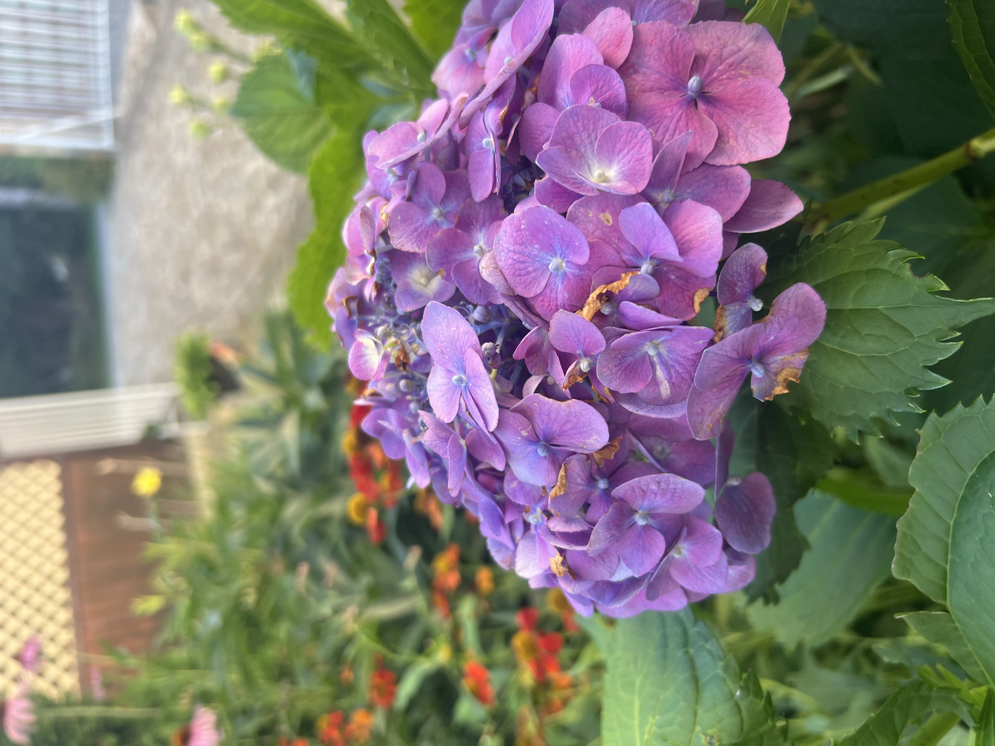 In Yaremche, Ukraine, a close-up shot focuses on a cluster of vibrant purple hydrangea flowers. The petals are delicate and textured, with some showing signs of drying at the edges, tinged with brown and yellow. The flower head is lush and full, nestled among broad, green leaves. In the soft-focus background, an array of smaller, brightly colored flowers in shades of orange and red are visible, interspersed with greenery. Further back, a light-colored wooden lattice fence and a white gate suggest a residential or garden setting. The overall impression is one of a thriving garden in the midst of Yaremche.