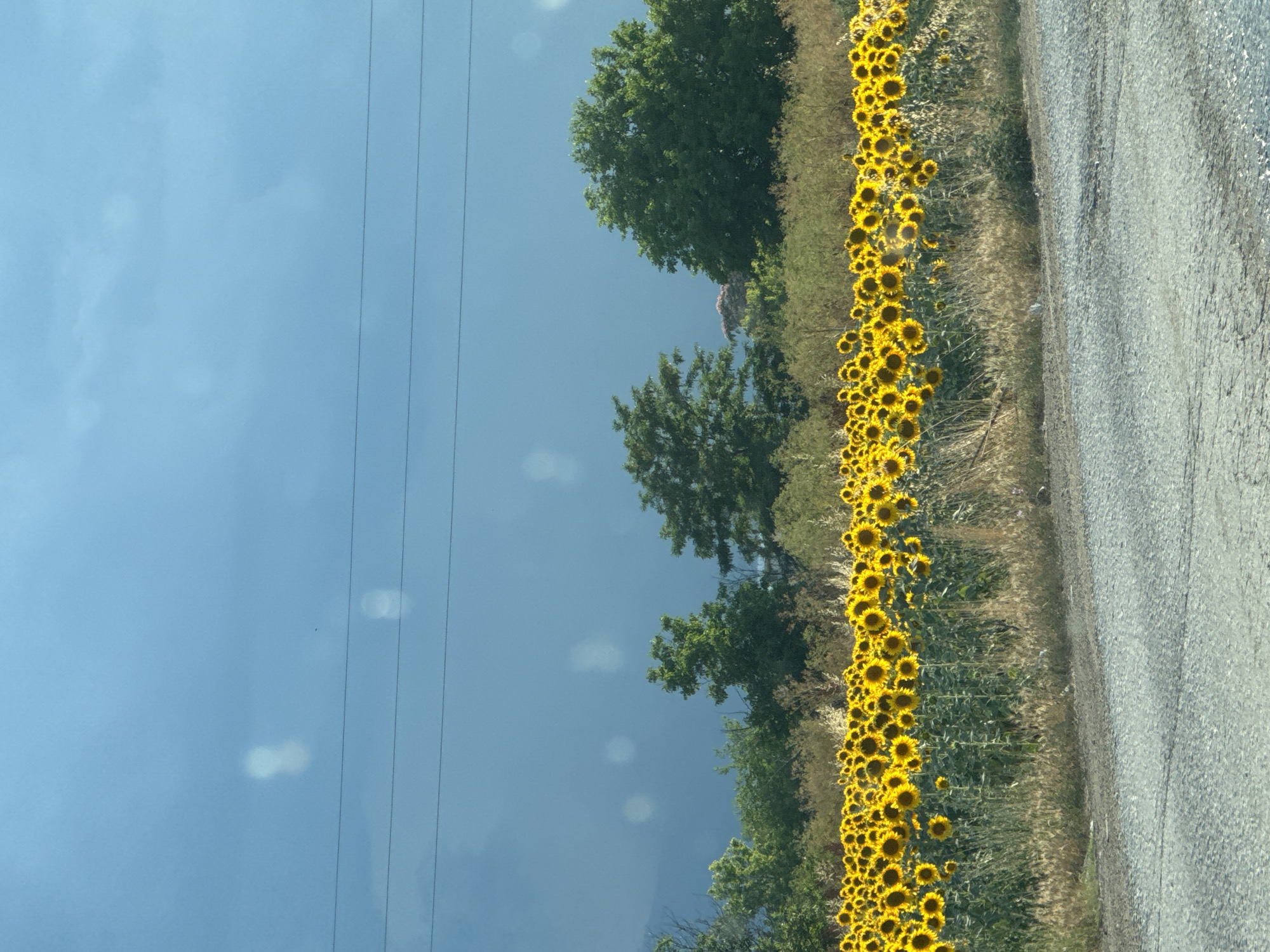 The image displays a field of sunflowers bordering a gravel road. The sunflowers, vibrant yellow, are densely packed and stretch along the edge of the road, forming a striking visual contrast with the muted gray of the road surface. Beyond the sunflowers, a line of trees with lush green foliage adds depth to the scene. The sky above is a clear, bright blue with a few scattered white clouds. Power lines are visible stretching across the sky, suggesting a rural or semi-rural setting. The overall impression is one of a sunny day, likely late morning or early afternoon given the brightness of the light. There are no people or specific objects of note beyond the natural elements. The scene evokes a sense of natural beauty and tranquility. The location is identified as Gelemenovo, Bulgaria.