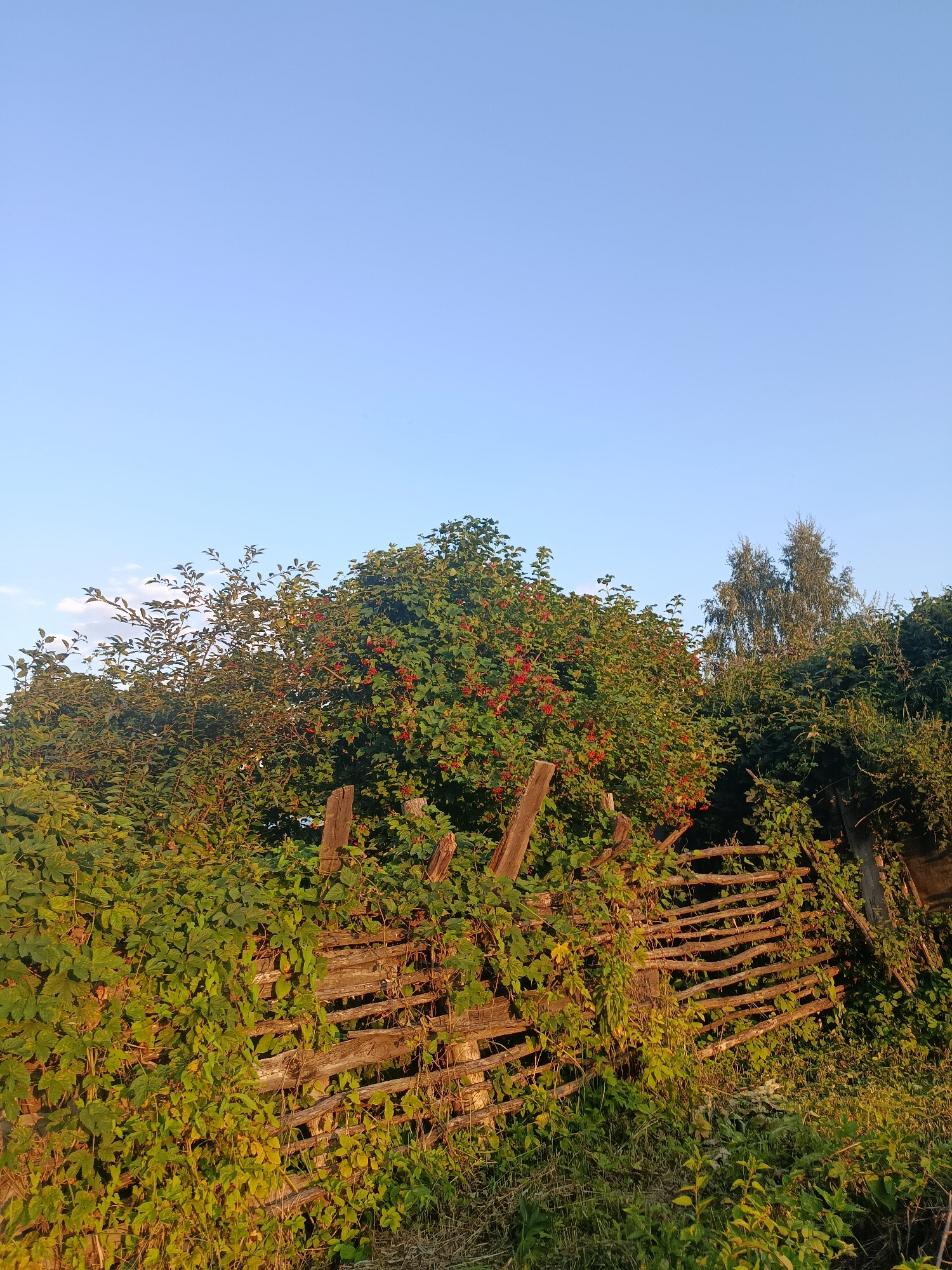 The image depicts a rustic scene with a focus on a partially overgrown, weathered wooden fence. The fence is constructed from horizontal branches and vertical posts, with a dense growth of green vines and leaves covering much of its surface. Behind the fence, lush green foliage and trees are visible, some bearing clusters of small red berries. One prominent tree, likely a Viburnum, is laden with red berries. In the background, taller trees, including what appears to be a birch tree, rise against a clear, light blue sky. The lighting suggests it is either early morning or late afternoon, with warm sunlight casting a glow on the vegetation. The overall impression is one of a natural, somewhat wild, overgrown area, possibly a rural garden or the edge of a forest. This scene is located in the city of Vereya, Russia.