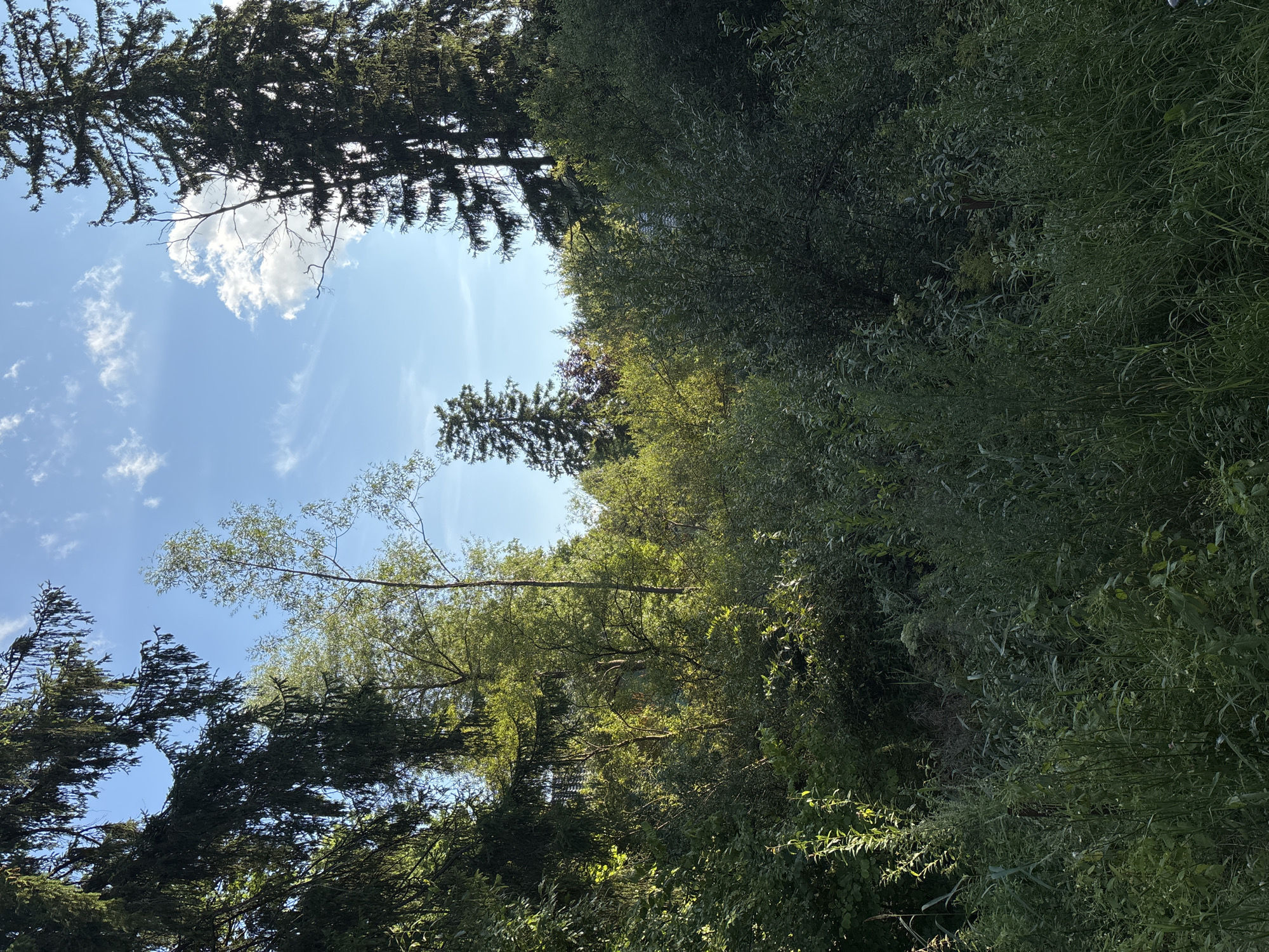 The image depicts a sun-dappled forest scene with a clear blue sky and scattered white clouds. Tall evergreen trees frame the left and right sides of the composition, their dark green foliage contrasting with the lighter greens of deciduous trees and undergrowth in the mid-ground. Sunlight filters through the leaves, creating bright highlights and casting shadows. The foreground is dominated by lush, wild vegetation, including tall grasses and various green plants, some of which are illuminated by the sun. The scene is one of natural beauty and tranquility. This image does not show any elements that would indicate its location within the city of Granat, Russia, or any other specific city.