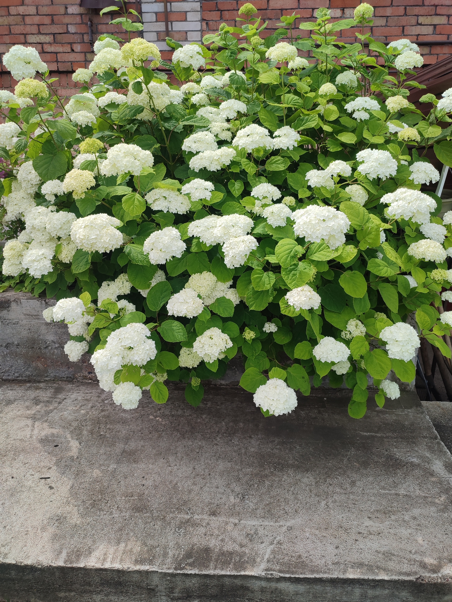 The image shows a large white hydrangea bush in full bloom, situated against a brick wall and an outdoor concrete ledge. The hydrangea bush is dense with numerous spherical white flower heads and lush green leaves. Some of the flower heads are a pale green, indicating they are either just starting to bloom or are beginning to fade. The brick wall behind the bush appears to be a weathered, reddish-brown color. The concrete ledge in the foreground is textured and weathered, suggesting it is an outdoor surface, possibly a planter box or a raised walkway. The lighting suggests it is daytime, with a bright, overcast sky casting diffused light on the scene. There are no people or animals visible in the image. The scene appears to be in a garden or yard setting.