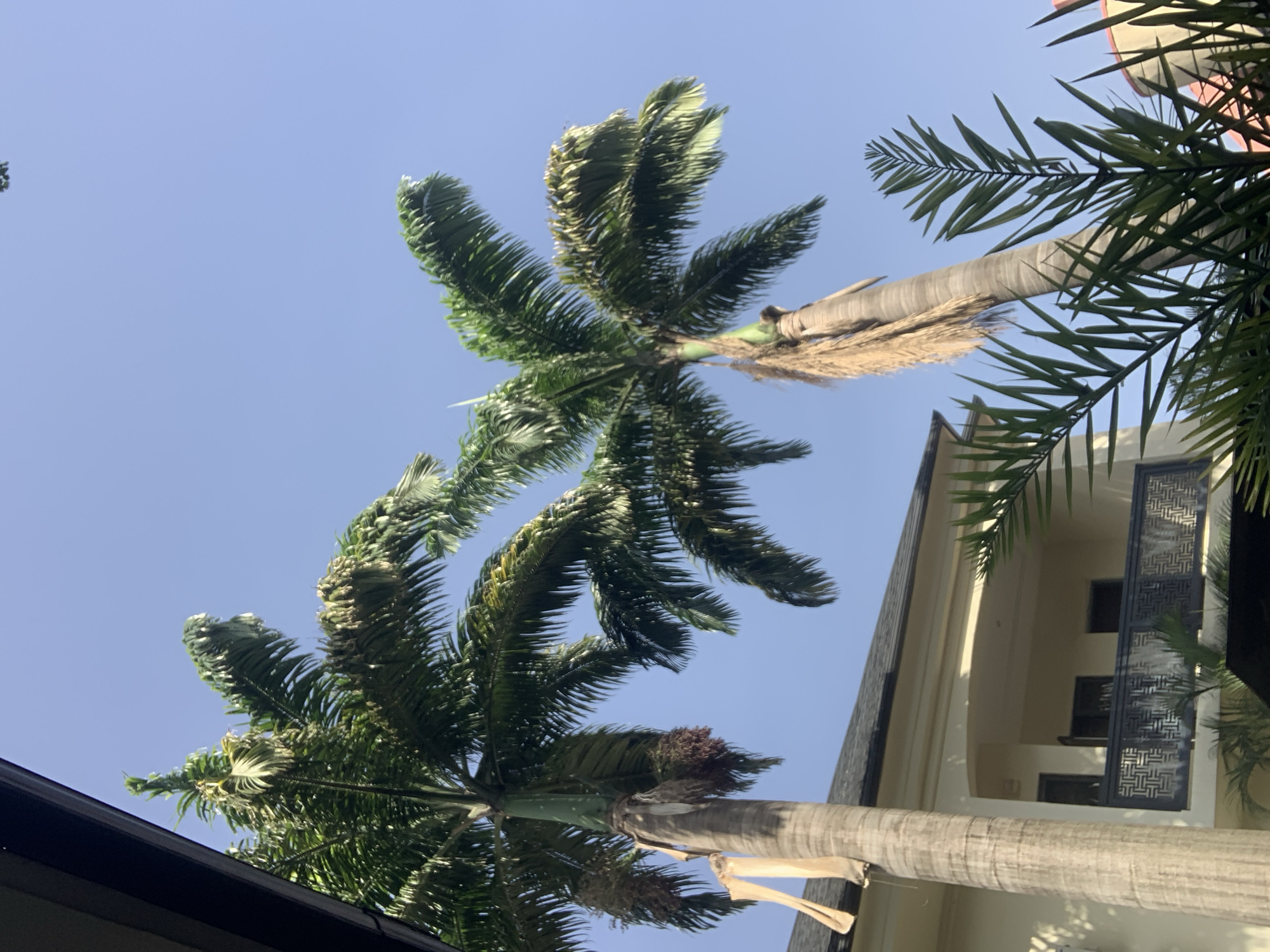 This is a low-angle, full shot of two palm trees against a clear blue sky. The fronds of the trees are lush and green, with some appearing to be swaying gently. The trunks are thick and textured, with visible fibrous material.
To the right of the palm trees, a portion of a modern building is visible. It has cream-colored walls, dark-framed windows, and a decorative metal railing on a balcony. The architectural style suggests it could be a hotel or residential building.
The image appears to be taken during the daytime, indicated by the bright sky and the shadows cast by the building. The clear sky suggests fair weather. The presence of palm trees and the architectural style hint at a tropical or subtropical location, consistent with Abuja, Nigeria.
There are no people visible in the image. The overall impression is one of tranquility and natural beauty, complemented by modern architecture. The focus is on the interplay between the organic forms of the palm trees and the geometric lines of the building, all under the expansive sky.