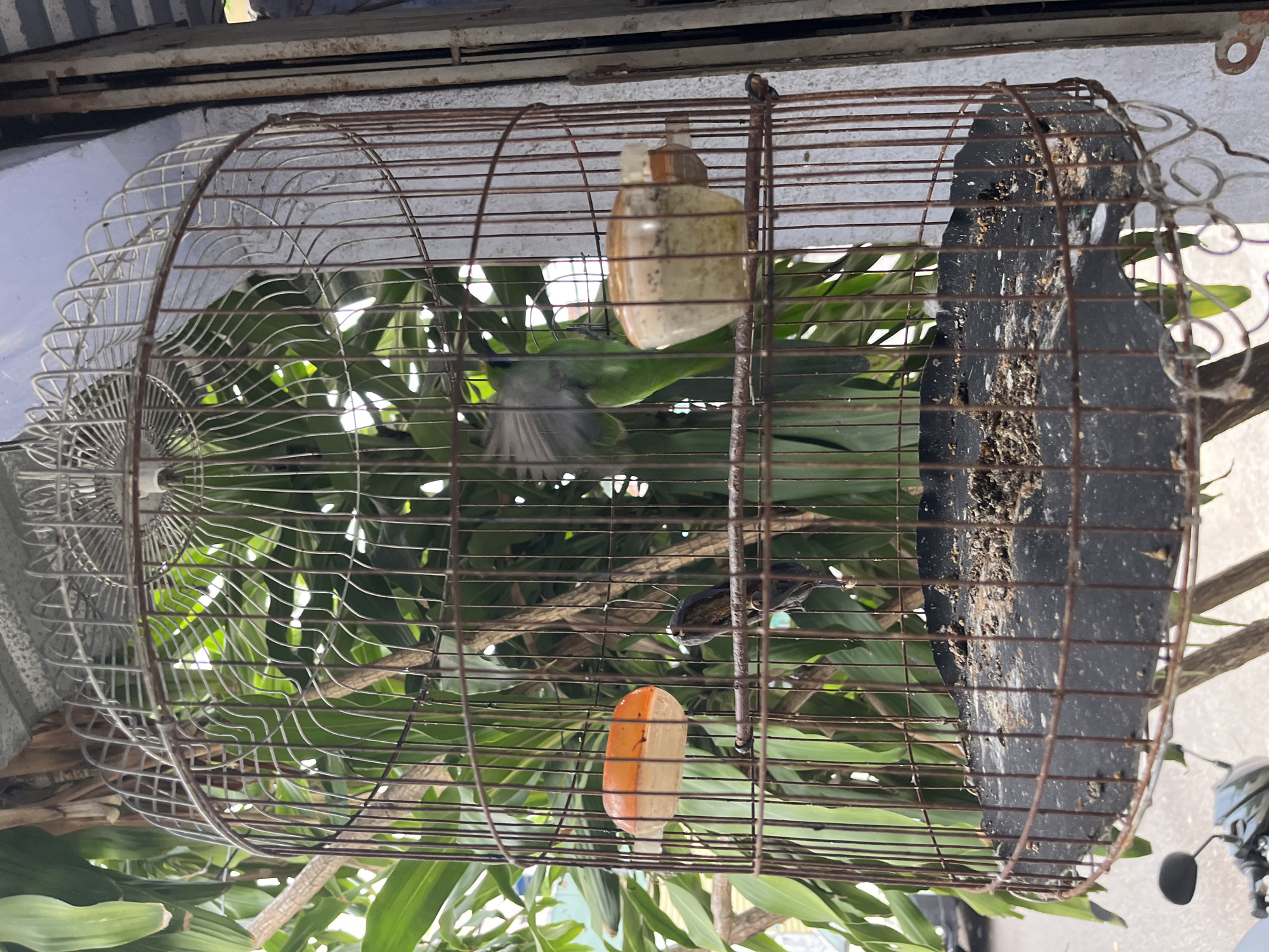 The image shows a birdcage hanging outdoors. The cage is made of wire, and it appears old and slightly rusted. Inside the cage, there is a bird, branches, and foliage. There are also bird feeders inside the cage. The background consists of green foliage and hints of urban surroundings. The image appears to be taken during the day with natural lighting. The location is Nha Trang Ward, Vietnam.