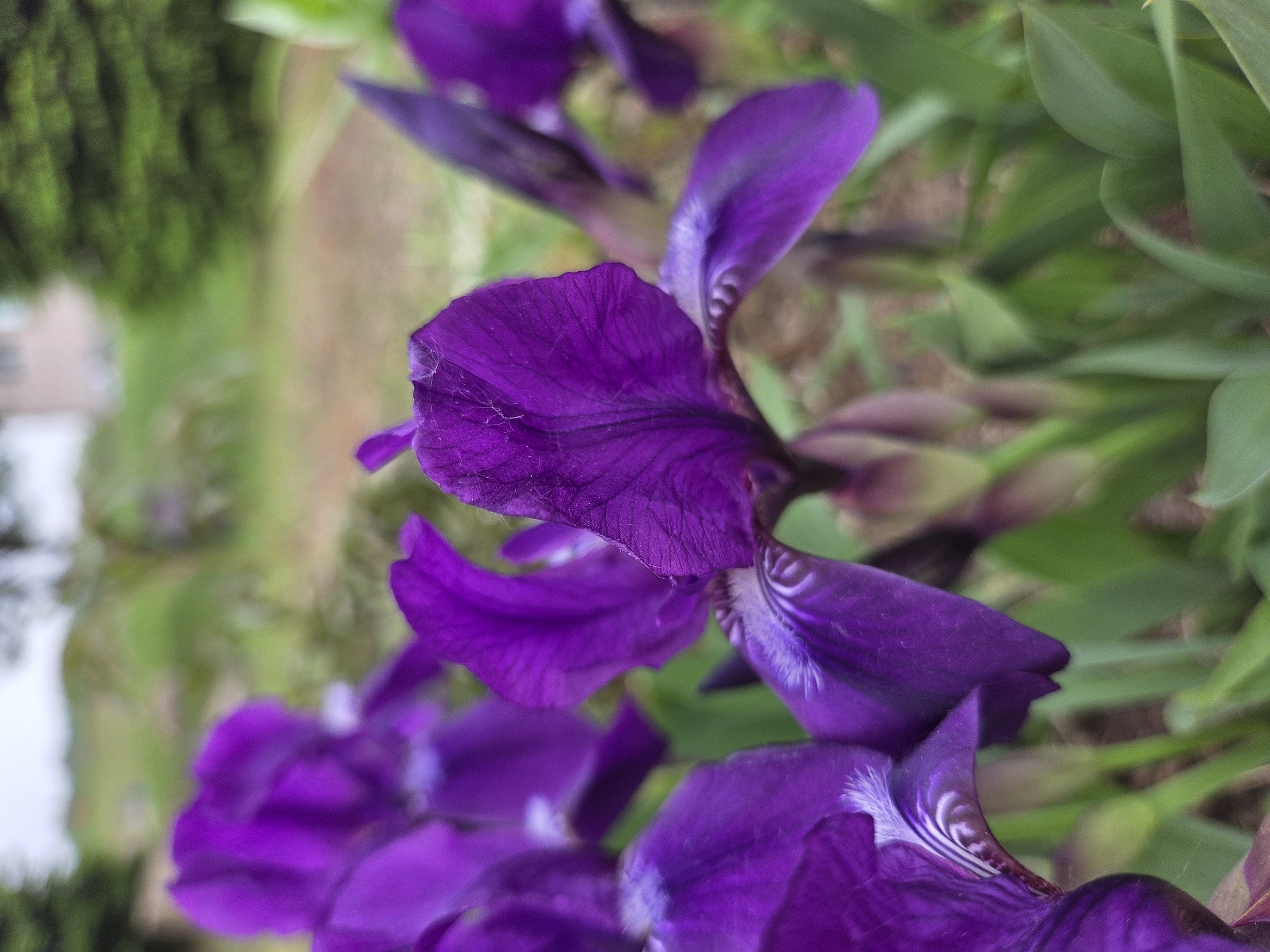 A close-up shot showcases several purple iris flowers. The petals exhibit detailed vein patterns and subtle color variations. The background includes blurry green foliage and hints of a blurred landscape. Location information (Birobidzhan, Russia) cannot be verified from the image alone.