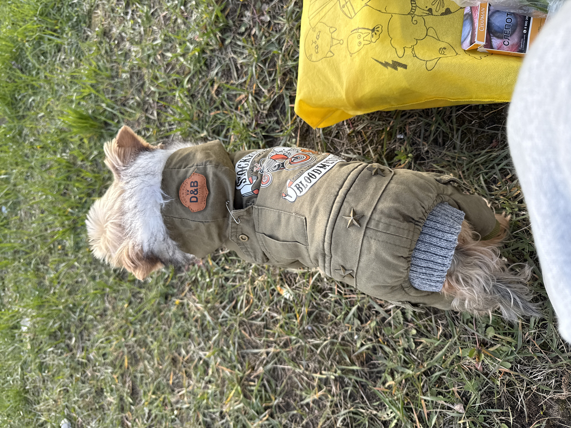 A small dog, likely a Yorkshire Terrier or similar breed, is captured resting or sitting on grassy ground in an outdoor setting, possibly a park or field. The dog is wearing an olive green jacket with a fur-lined hood.
The jacket features several notable details: a brown, leather-like patch on the side displays "D&B" with smaller text "DOG & BABY / PREMIERE LUXURY" below it. On the back, there are embroidered or printed patches, including one with "SOCKER" and a graphic of a stylized vehicle (possibly a motorcycle or hot rod), and another with "BLOOD MESS" and "FASTER DAY". Small metallic star-shaped studs are visible on the jacket's material. A grey ribbed cuff is noticeable near the dog's hind leg. The dog's fur is light brown and white on its head, transitioning to a longer, greyer coat towards its hindquarters.
To the right of the dog, a bright yellow fabric bag is present, adorned with cartoon illustrations of cats and other figures, as well as a lightning bolt symbol. Resting on this yellow bag are two packs of cigarettes: one branded "CHAPMAN" and another with Cyrillic text "СЛЕПОТ" (SLEPOT) and a phone number "8 800 200". A white, soft fabric or object is partially visible on the far right edge of the image. The scene is lit by natural daylight, indicating it is daytime. The ground consists of green and dry patches of grass. The image was taken in Voronezh, Russia.