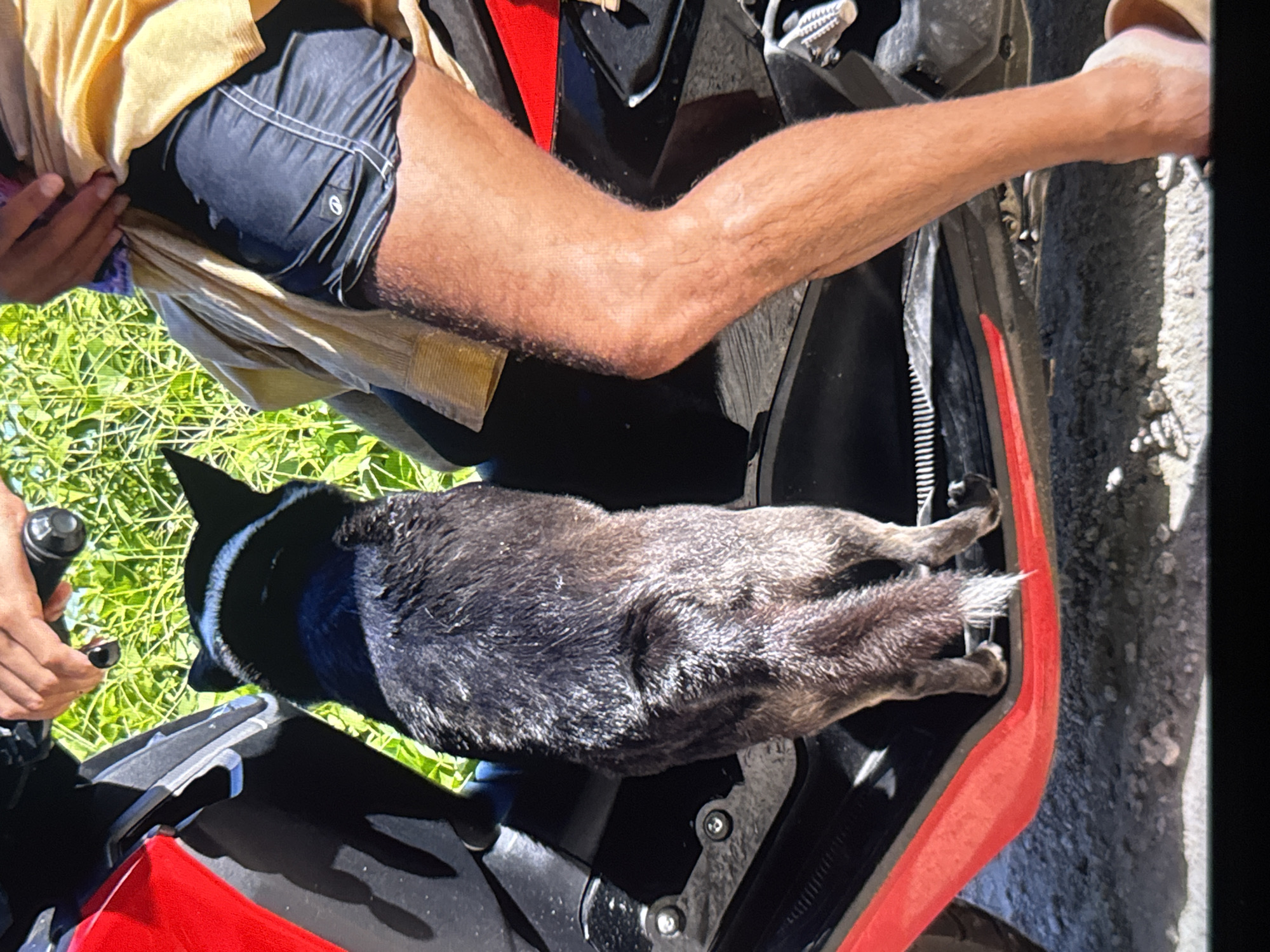The image shows a person sitting on a red and black motorcycle with a dog lying in the space between the person's legs. The person is wearing a yellow shirt and dark shorts. The dog is black and gray with a bushy tail. The motorcycle is parked outdoors, with lush green foliage visible in the background. The sunlight suggests it is daytime, and the bright lighting indicates sunny weather. The setting appears to be a casual outdoor environment, possibly a roadside or parking area. There are no visible text elements in the image.