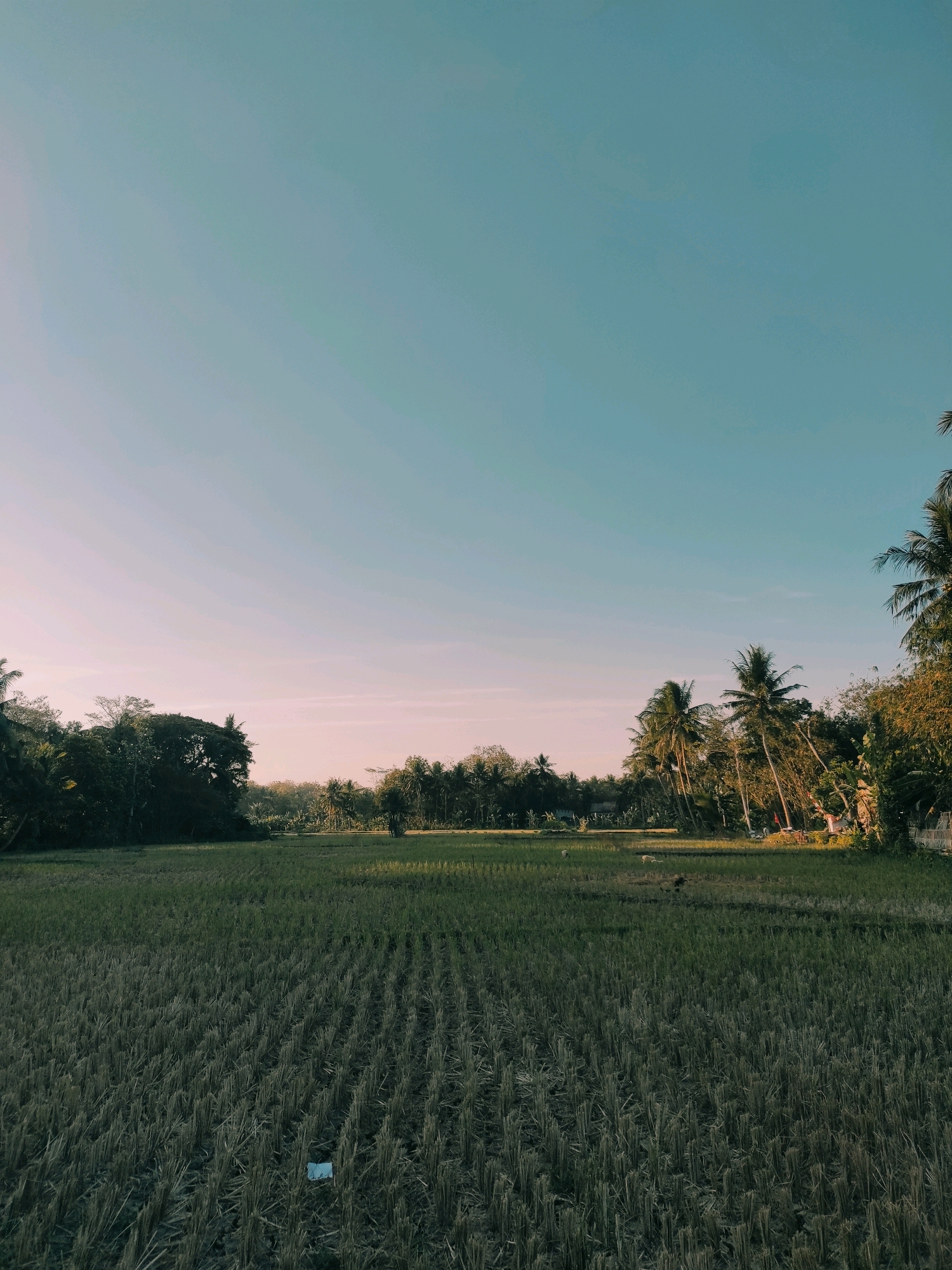 The image shows a harvested rice field in Purwodadi, Indonesia. The field is in the foreground, with the stubble of harvested rice stalks visible in neat rows. In the background, there is a line of lush green trees, including several palm trees, under a clear, pale blue sky that transitions to a soft pinkish hue near the horizon. The lighting suggests it is either early morning or late afternoon. There are no visible people in the image. The scene depicts a rural landscape typical of Indonesia.