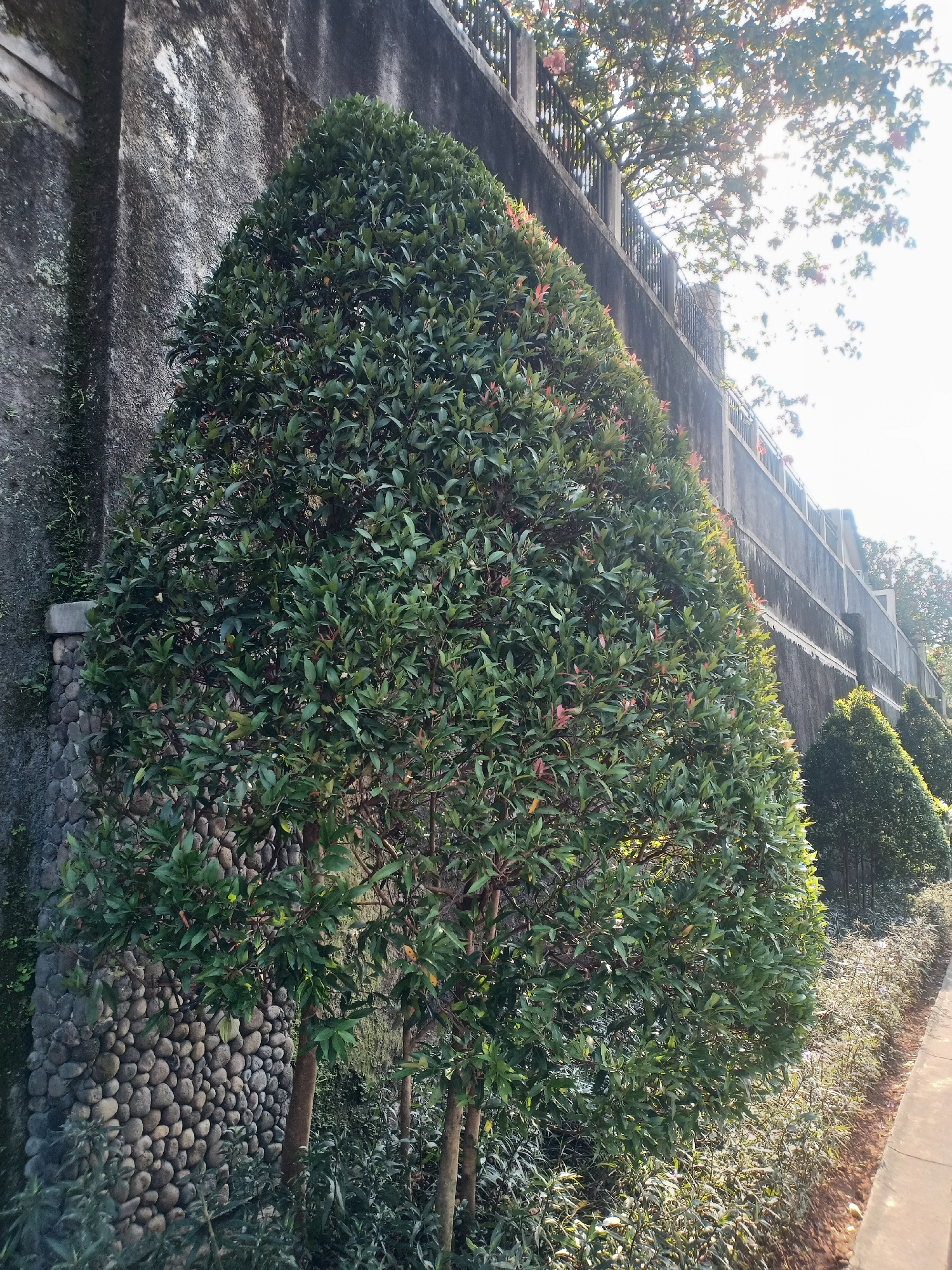 This image depicts a tree-lined walkway in Semarang, Indonesia, adjacent to a concrete wall. The wall, appearing weathered and possibly aged, is partially covered with stones at its base. Several trees are planted along the walkway, with the most prominent being a large, cone-shaped evergreen tree in the foreground. Behind it, a row of smaller, similarly shaped trees follows the curve of the walkway. The area is illuminated by sunlight, which casts shadows and highlights the foliage. A railing separates the walkway from a higher embankment, where more trees and vegetation are visible. The scene suggests a public outdoor space, likely a park or a landscaped area within the city. There are no people or animals visible in the frame.